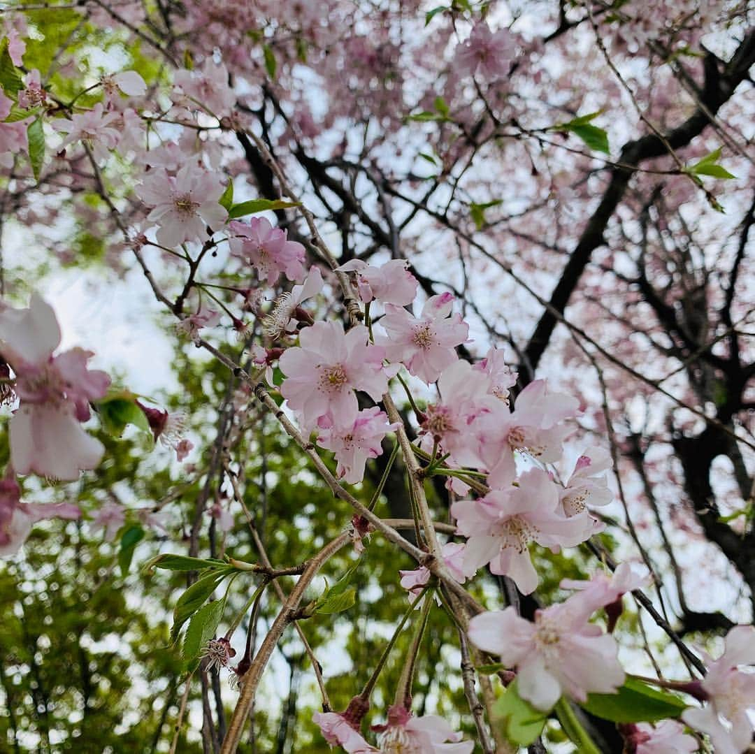 サトウヒロコさんのインスタグラム写真 - (サトウヒロコInstagram)「🏃‍♀️ 今日は5キロラン！ 1キロ7分台で走れました。 2年以内にロードバイクで100キロ走るのを目標にしました。基礎体力はランニングで作っていきます。 ご指導のほどよろしくです！ ・ 汗が滝のように流れる季節になりました。 頑張ります。 お姉さんの生足プルン。 白すぎるので少し太陽あびてみます。 ありがとうビューティープラス😊 ・ #サトウヒロコ #hirokosato #朝ラン #ig_japan  #igランニング #ランニング #ランニング女子 #枝垂れ桜 #beautyplus  #japan  #igrunners  #ランニング女子と繋がりたい  #ランニング好きと繋がりたい #AppleWatch #adidas」4月19日 19時17分 - satohiroko1208