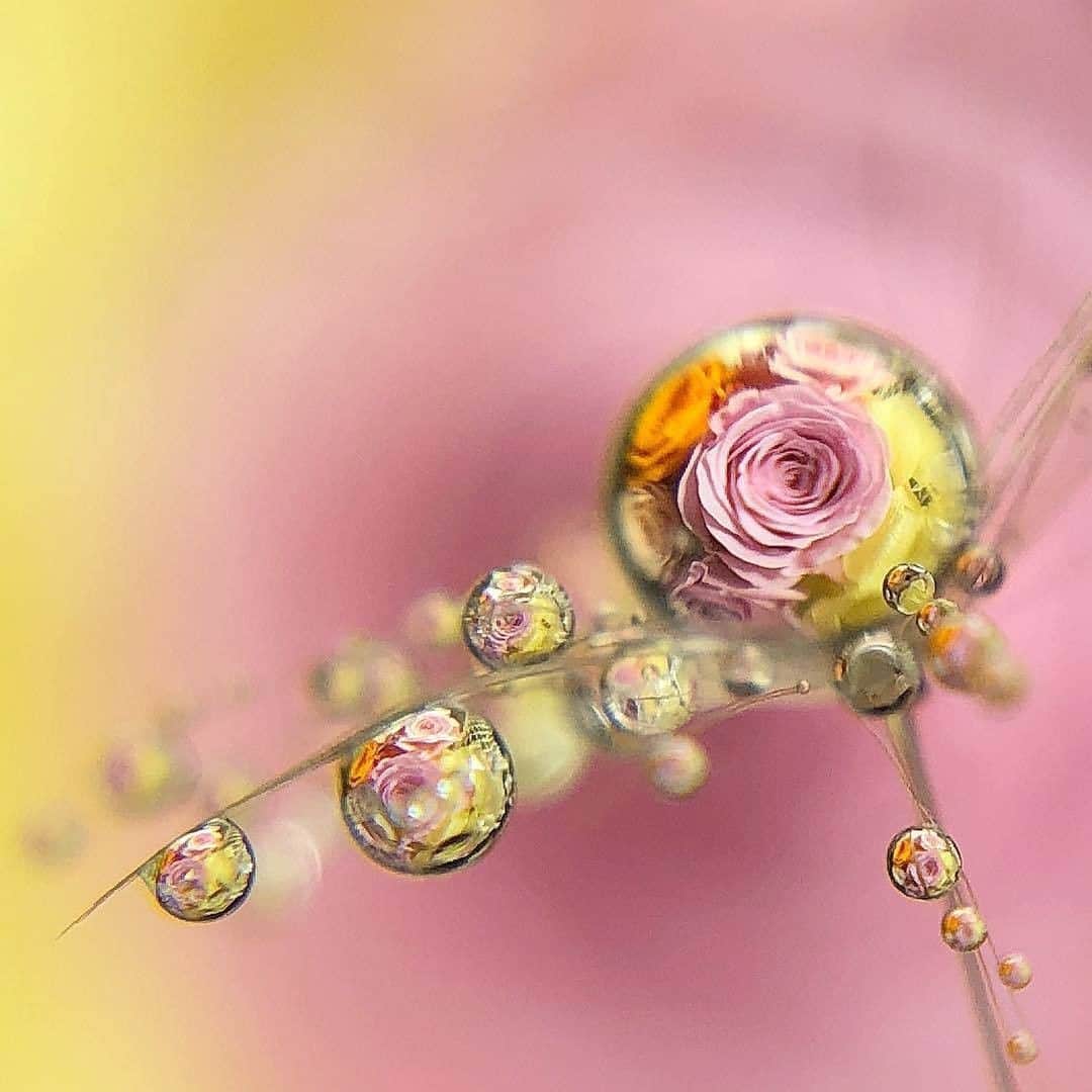 花の写真館のインスタグラム：「Photo by @oukan825.⠀ https://instagram.com/oukan825/⠀ .⠀ Original Post[投稿頂いたURL]⠀ https://www.instagram.com/p/Bkus51LgYGa/⠀ .⠀ 本アカウントは、 #私の花の写真 をつけてInstagramに投稿された皆さまの花の写真や、「花の写真館」Facebookページで投稿された花の写真を紹介します。⠀ 「花の写真館」Facebookページは、「 @floral.photograph 」のプロフィールにあるURLからご覧ください。⠀ .⠀ #花の写真館 #floralphotograph #floralphoto #flower #flowers #富士フイルム #FUJIFILM⠀ Follow: @floral.photograph」