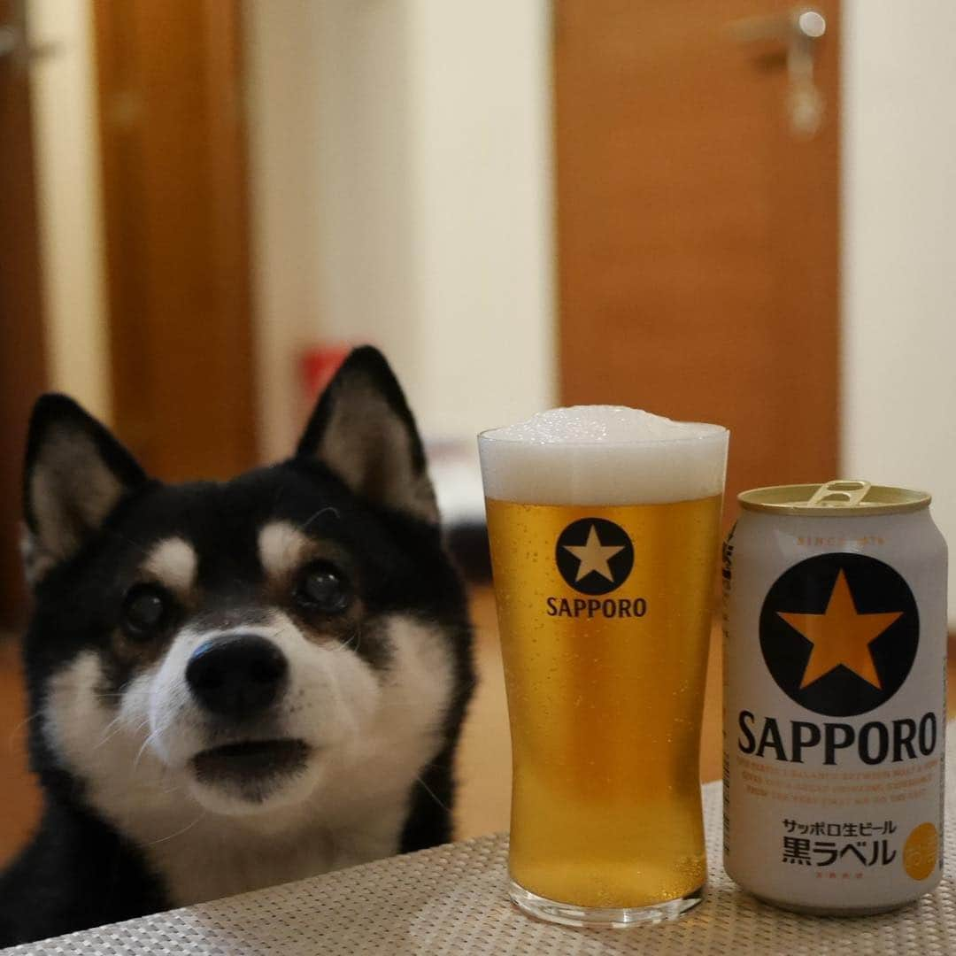 くろさんのインスタグラム写真 - (くろInstagram)「今週もお疲れちゃんでした🍺 #目線の先にはおやつ #お疲れちゃんビール #サッポロ黒ラベル #サッポロ生ビール黒ラベル #黒ラベル #サッポロビール #sapporobeer #lovebeer #⭐︎SAPPORO #黒柴 #柴犬 #和犬 #日本犬 #晩酌犬 #座敷犬 #癒し犬 #犬のいる暮らし #犬のいる生活 #わんこと一緒 #わんこのいる暮らし #柴犬のいる暮らし #柴犬の癒し #柴犬と一緒 #わんこのいる生活 #ふわもこ部 #わんだフォ #わんだふるjapan」4月19日 19時56分 - m6bmw