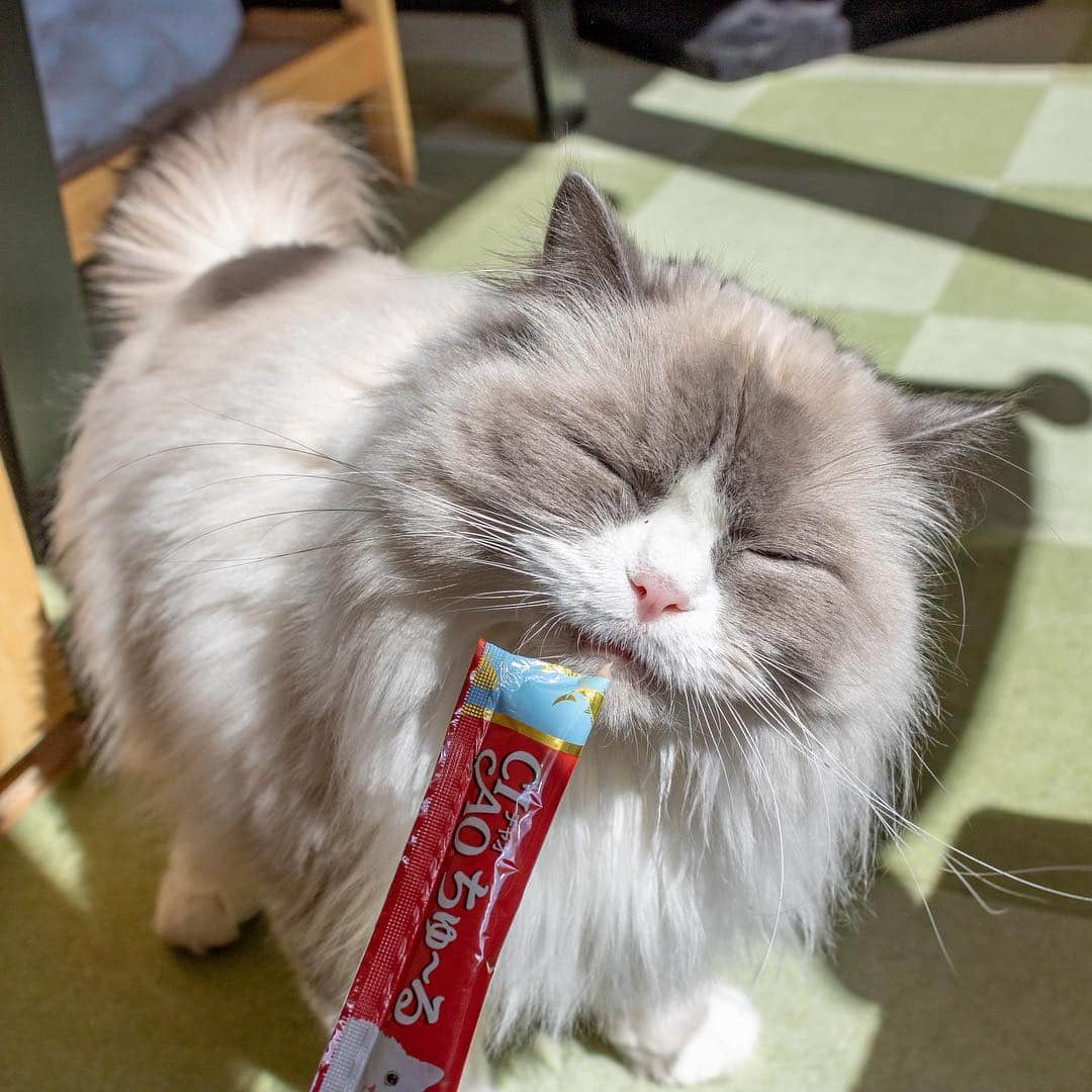 マアルのインスタグラム：「モグちゃん🐈 #北海道 #旭川市 #ペットホテル #ラグドール #ragdoll」