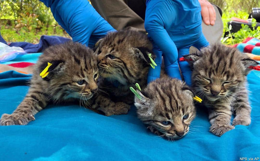 ABC Newsさんのインスタグラム写真 - (ABC NewsInstagram)「A bobcat that survived last year’s massive Woolsey Fire was found, and four adorable baby bobcat kittens in her den. #cats #bobcats #cuteanimals #babyanimals #survivor #animals #kittens #wildlife」4月20日 5時21分 - abcnews