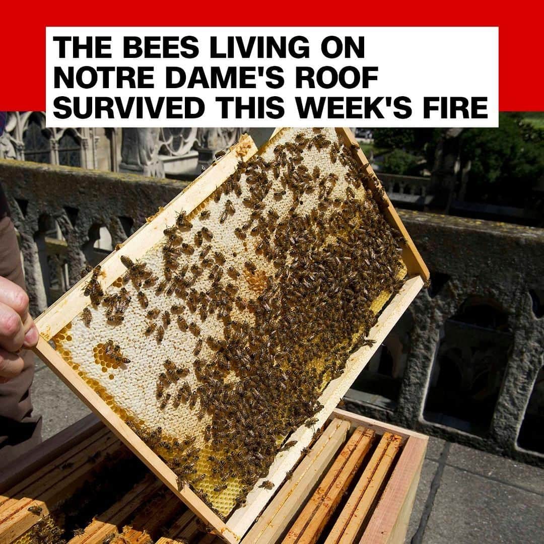 CNNさんのインスタグラム写真 - (CNNInstagram)「The bees 🐝 that live on the roof of the Notre Dame cathedral are alive and buzzing after a fire ripped through the Parisian landmark. Notre Dame has housed three beehives beneath the rose window since 2013, and each hive has about 60,000 bees. "Thank goodness the flames didn't touch them. It's a miracle!" said the cathedral’s beekeeper. (📸:Paris Match/Getty Images)」4月20日 5時23分 - cnn