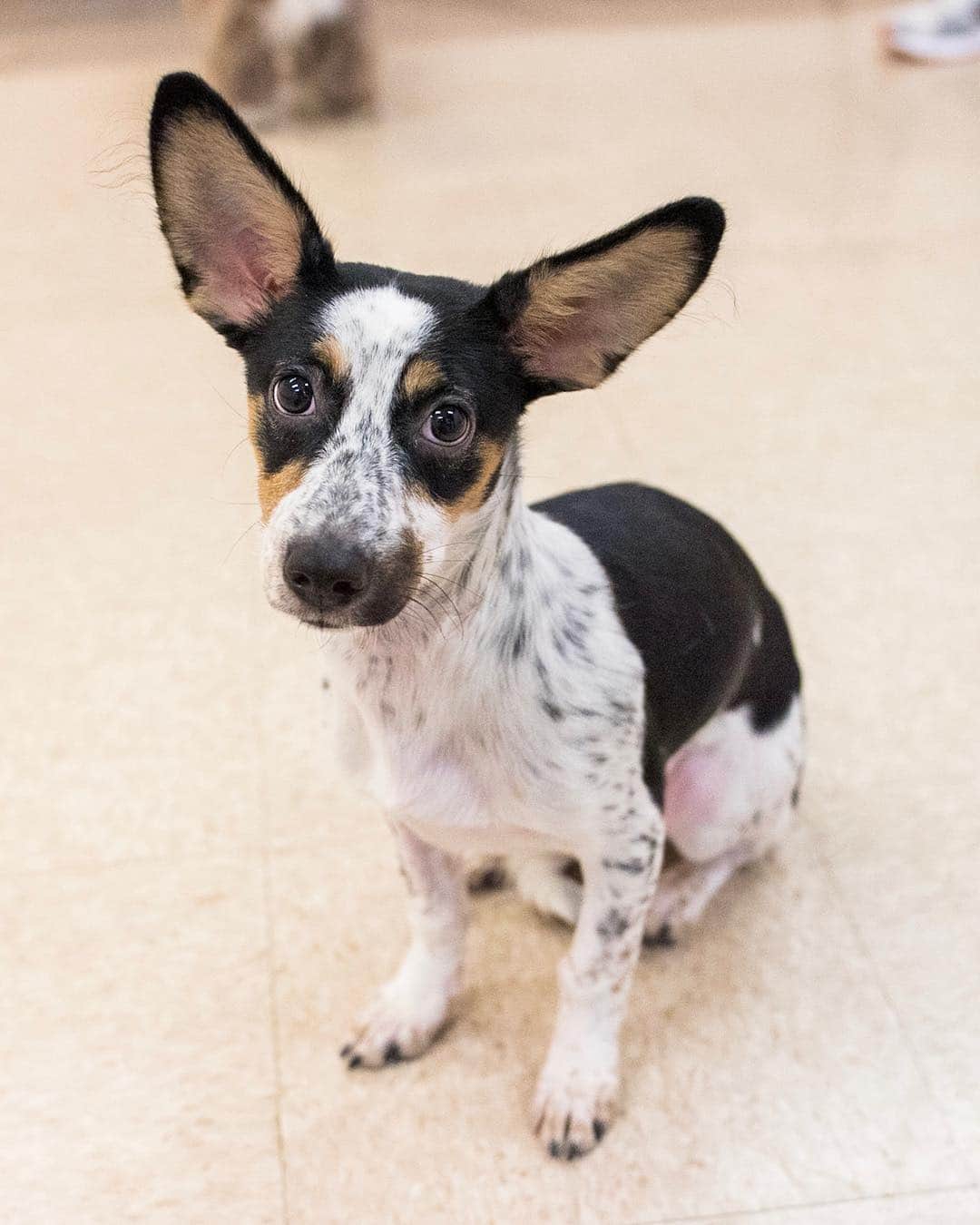 The Dogistさんのインスタグラム写真 - (The DogistInstagram)「ADOPTABLE: Dasie, Corgi/Terrier mix (6 m/o) - via @bideawee, NYC • “This little sweet pea is 90% ears. She’s has some trepidation at first, but once you offer your hand in friendship, she’s all yours. She's the perfect size for NYC living if her ears will fit through your doorway.”」4月20日 5時43分 - thedogist