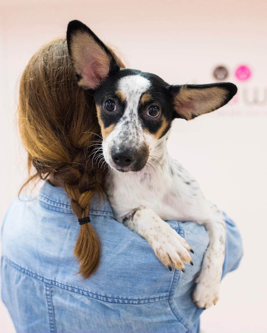 The Dogistさんのインスタグラム写真 - (The DogistInstagram)「ADOPTABLE: Dasie, Corgi/Terrier mix (6 m/o) - via @bideawee, NYC • “This little sweet pea is 90% ears. She’s has some trepidation at first, but once you offer your hand in friendship, she’s all yours. She's the perfect size for NYC living if her ears will fit through your doorway.”」4月20日 5時43分 - thedogist