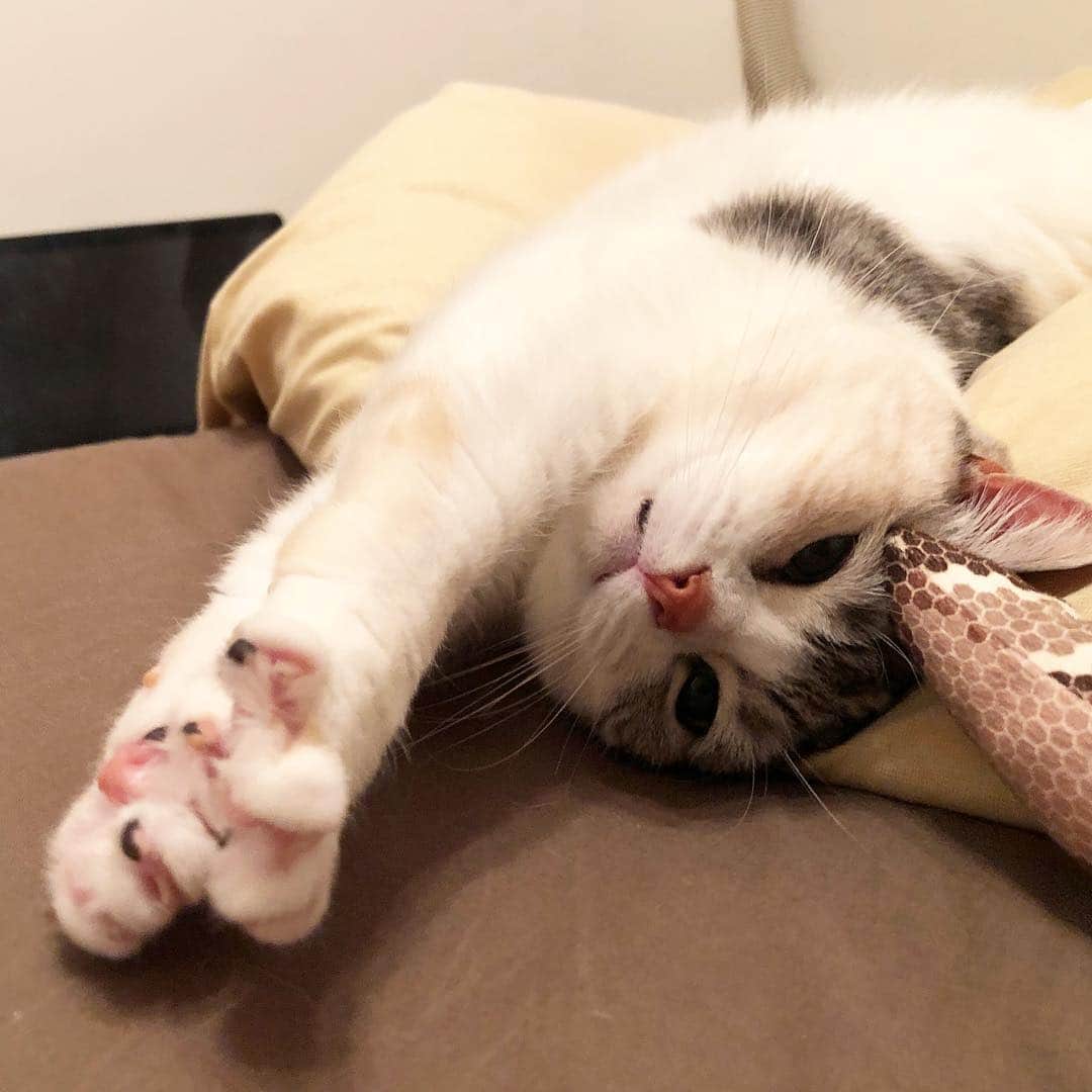 ホタテ＆クラム＆シラスのインスタグラム：「ねぼけ猫 #cat #neko #ScottishFold #猫 #ねこ #スコティッシュフォールド #catstagram #instagram #instagramjapan #ig_japan #igersjp」