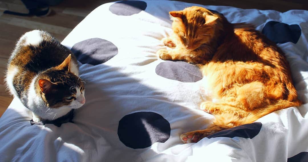 Homer Le Miaou & Nugget La Nugさんのインスタグラム写真 - (Homer Le Miaou & Nugget La NugInstagram)「Look how Nug is a good nurse for Homer!  She was looking for him all week end when he was hospitalized, meowing everywhere and sleeping on his bed. As soon as he came back she became nurse Nug and is following him everywhere and watching him closel when he sleeps. I think she can feel that he's kinda weak (even if he's getting better) so she is extra gentle with him these days... I find this so adorable! Don't you?😺💖😺 #SisterNurseNug」4月20日 6時19分 - homer_le_chat