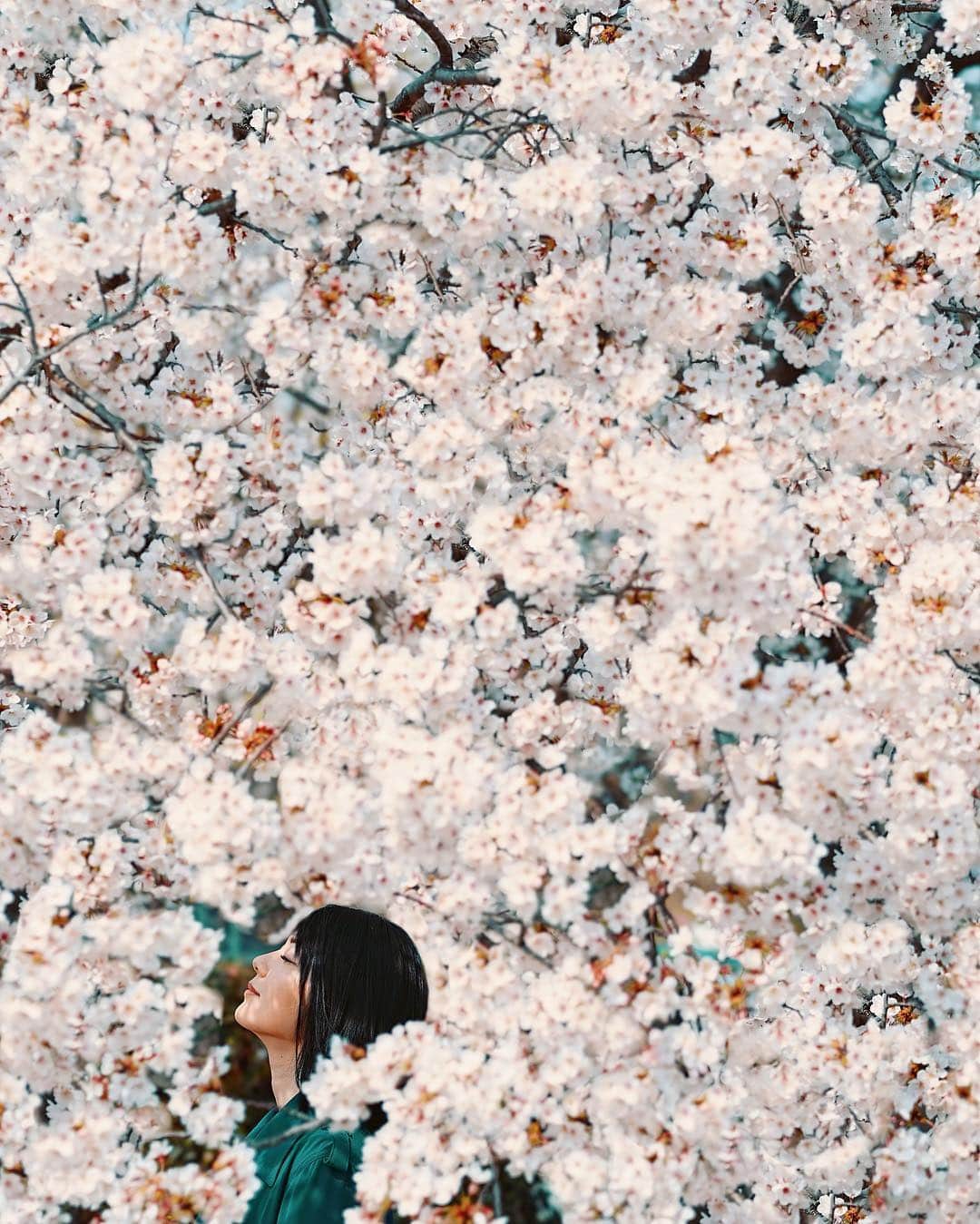 wacameraのインスタグラム：「See you next year. Japanese Sakura already gone. very short time.... 明日は中崎町でのGR3フォトミートです！参加される方、めいっぱい楽しみましょうね！ そして日曜は岡山でのGR3のフォトミート！こちらはまだ参加枠残ってますのでお気軽にお問い合わせください！」