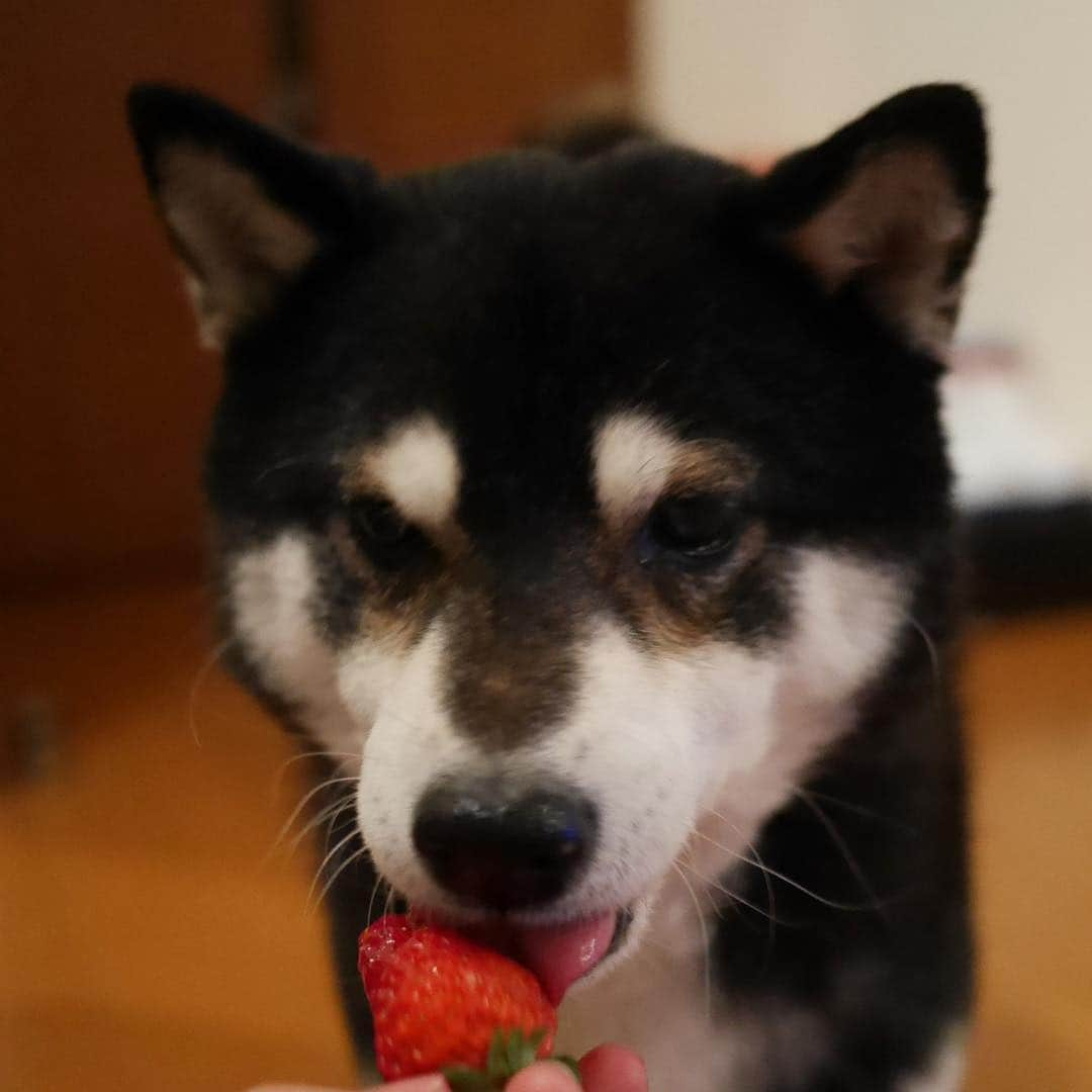 くろさんのインスタグラム写真 - (くろInstagram)「苺大好き🍓 #苺大好き犬 #いちご大好き犬 #イチゴ大好き犬 #strawberrydog #kuroshiba #blackshiba #shibainu #shibastagram #instadog #dogstagram #柴犬 #黒柴 #黑柴 #日本犬 #和犬 #癒し犬 #いぬら部 #ふわもこ部 #柴犬部 #モフモフ生命体 #柴犬のいる暮らし #わんこのいる暮らし #わんこのいる生活 #わんこと一緒 #わんダフォ #わんだふるjapan」4月19日 22時08分 - m6bmw