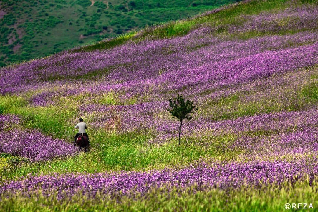 thephotosocietyさんのインスタグラム写真 - (thephotosocietyInstagram)「Photo by @rezaphotography #Azerbaijan, District of Lerik “How long are you going to keep wandering,” he asks me? "I am a nomad,” I reply. “Sometimes I take a break from my quest and have a momentary impression that I come from here. But in fact, I'm already on my way again. Where I wander depends on the four elements of wind, water, earth and fire." EARTH I escaped from the hustle and bustle of the city along paved roads and country paths. I walked for miles, stopping here and there at the foot of a village memorial or the gates of a small town with its iron sculpture from the Soviet era - a tribute to workers. I walked along the cobblestones of the single road through a village. I forgot about the frenzy of the modern world and walked deep into the fields. I saw isolated houses in the middle of broad green fields speckled with coloured flowers, and acres of ploughed land. I met women and men who live by the ancient rhythm of day and night. I was overwhelmed by the noisy silence of nature. And from the top of a mountain, I beheld the vastness of the world around me. In the distance, a single man on horseback was riding deep into the tall singing grass. I looked at myself in the mirror he held out to me. I bent down to the ground, and slowly took a handful of earth and inhaled its odour"  #Azerbaidjan #Lerik #flowers #purple #green  #nature #land #natureaddict #traveler #caucasus #horse #man #tree #field #landscape #Earth#photooftheday #photojournalism #reza #rezaphoto #rezadeghati #rezaphotography #rezaphotojournalist #webistan」4月19日 22時12分 - thephotosociety