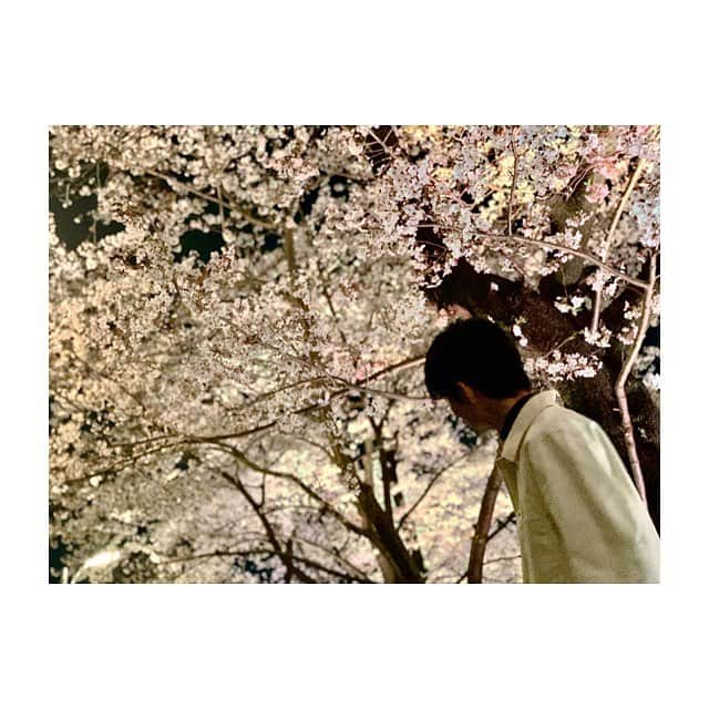 山本涼介さんのインスタグラム写真 - (山本涼介Instagram)「いつのまにか散りましたが葉桜も渋くて好きです🌸」4月19日 22時25分 - ryosuke_y_515