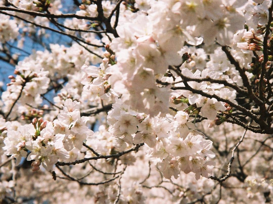 川床明日香さんのインスタグラム写真 - (川床明日香Instagram)「みーちゃんと響ともお花見行ったんだよー。 前日に3人でお花見行きたいねって話になって、弾丸だったけど楽しかったな🌸  1枚目の写真は響が撮ってくれたの‼︎」4月19日 22時23分 - asuka_tokotoko