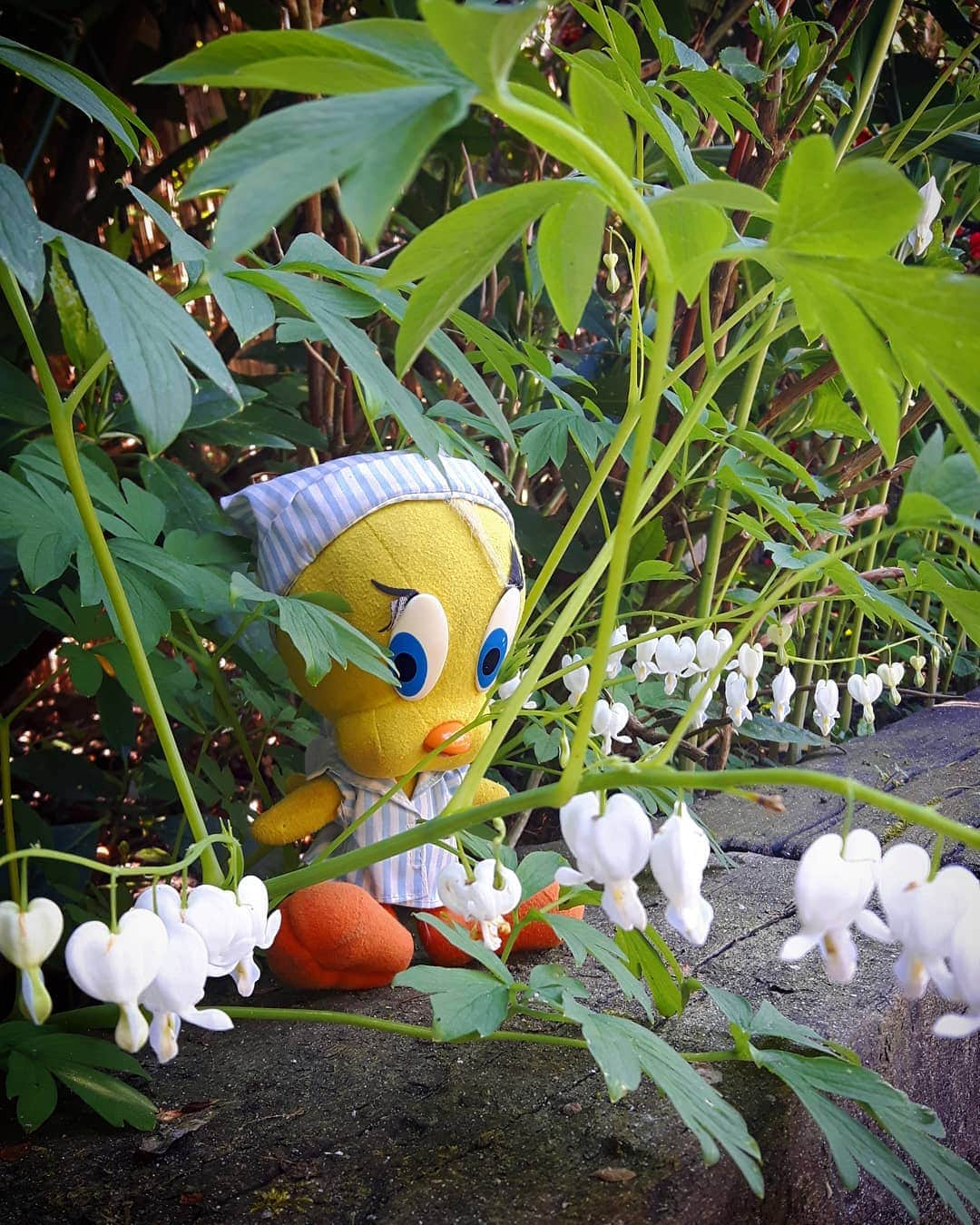 Little Yellow Birdさんのインスタグラム写真 - (Little Yellow BirdInstagram)「It almost feels like I'm in a truly wild and luscious jungle... #littleyellowbird #tweety #tweetykweelapis #adventures #yellow #bird #jungle #garden #bleedingheart #gebrokenhartje #plants #flowers #green #luscious #april #spring #sun #weekend #friday #stuffedanimalsofinstagram #plushiesofinstagram」4月19日 22時32分 - tweetykweelapis