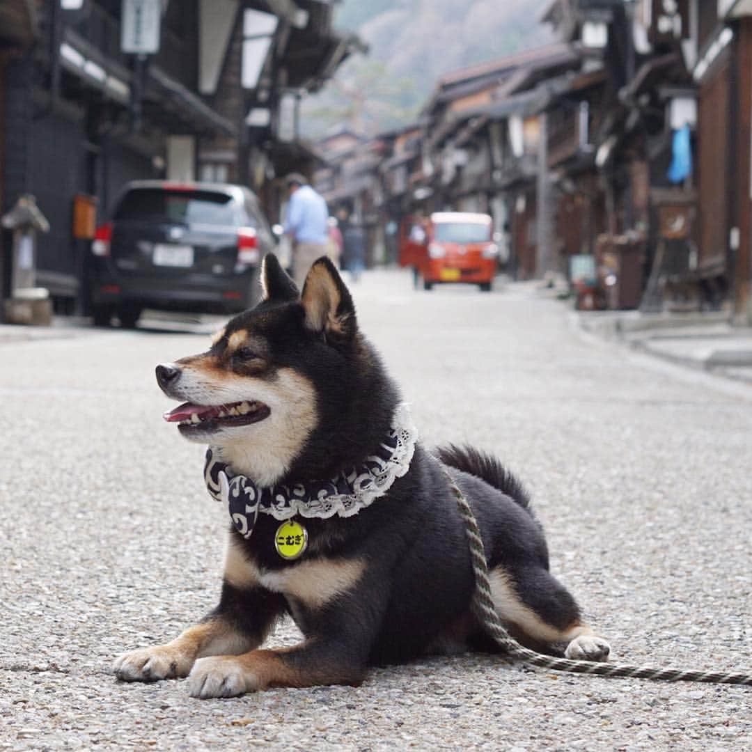 黒豆柴こむぎさんのインスタグラム写真 - (黒豆柴こむぎInstagram)「今日は、木曽路11宿の一つ、#奈良井宿 に行ったよ。古い街並みには、柴犬🐕が似合うよね。2019.4.19  #木曽の大橋 #黒豆柴こむぎ #黒豆柴 #豆柴 #黒柴 #柴犬 #柴 #まめしば #しばいぬ #しば #mameshiba #kuroshiba #shibainu #shiba #shibalove #shibalovers #shibastagram #shiba_snap #shibasofinstagram #west_dog_japan #ふわもこ部 #pecoいぬ部 #いぬら部 #proudshibas #thedailyshibainu #ここ柴部 #いぬのきもち #todayswanko」4月19日 22時40分 - komugi_1207