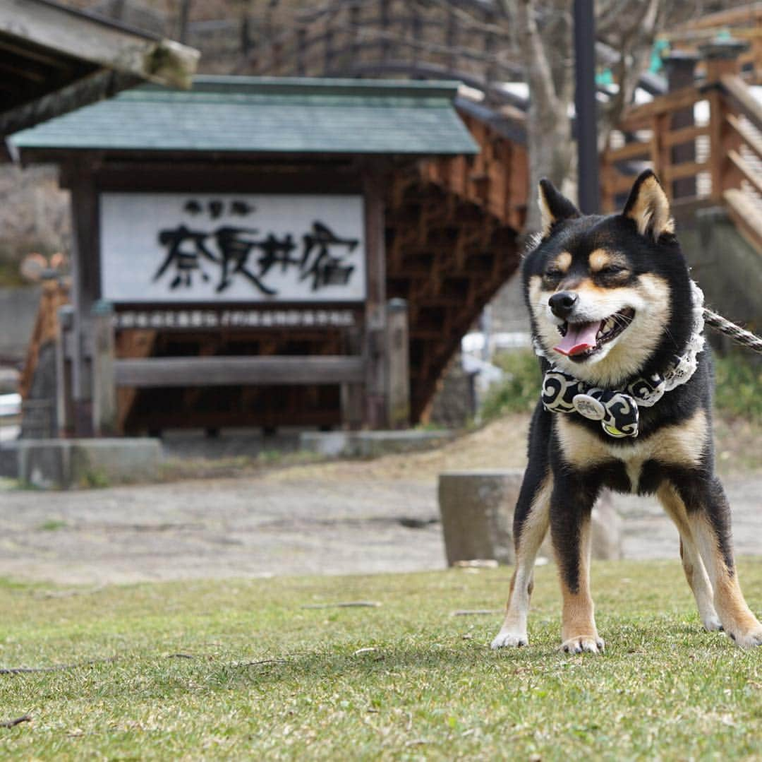 黒豆柴こむぎさんのインスタグラム写真 - (黒豆柴こむぎInstagram)「今日は、木曽路11宿の一つ、#奈良井宿 に行ったよ。古い街並みには、柴犬🐕が似合うよね。2019.4.19  #木曽の大橋 #黒豆柴こむぎ #黒豆柴 #豆柴 #黒柴 #柴犬 #柴 #まめしば #しばいぬ #しば #mameshiba #kuroshiba #shibainu #shiba #shibalove #shibalovers #shibastagram #shiba_snap #shibasofinstagram #west_dog_japan #ふわもこ部 #pecoいぬ部 #いぬら部 #proudshibas #thedailyshibainu #ここ柴部 #いぬのきもち #todayswanko」4月19日 22時40分 - komugi_1207