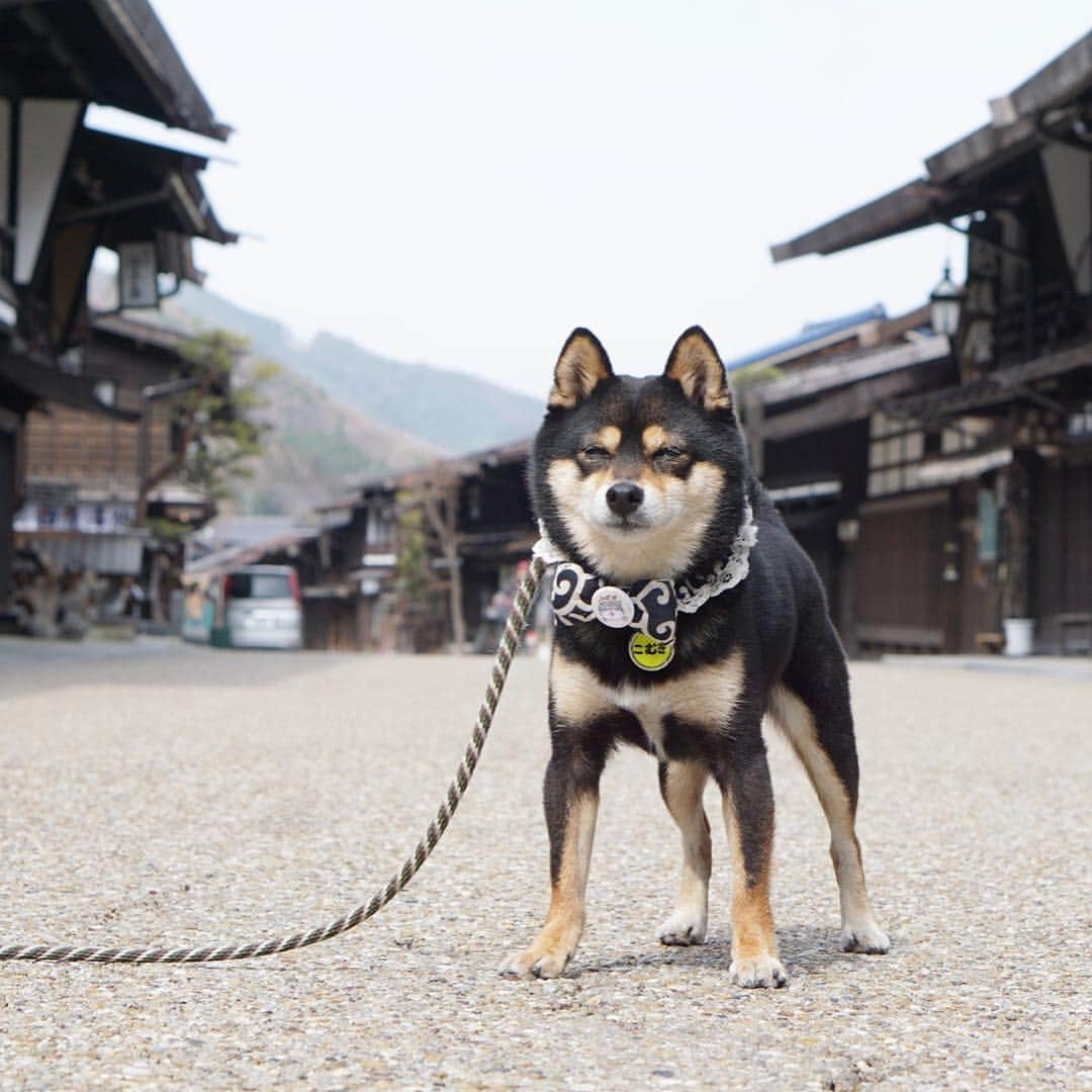 黒豆柴こむぎさんのインスタグラム写真 - (黒豆柴こむぎInstagram)「今日は、木曽路11宿の一つ、#奈良井宿 に行ったよ。古い街並みには、柴犬🐕が似合うよね。2019.4.19  #木曽の大橋 #黒豆柴こむぎ #黒豆柴 #豆柴 #黒柴 #柴犬 #柴 #まめしば #しばいぬ #しば #mameshiba #kuroshiba #shibainu #shiba #shibalove #shibalovers #shibastagram #shiba_snap #shibasofinstagram #west_dog_japan #ふわもこ部 #pecoいぬ部 #いぬら部 #proudshibas #thedailyshibainu #ここ柴部 #いぬのきもち #todayswanko」4月19日 22時40分 - komugi_1207