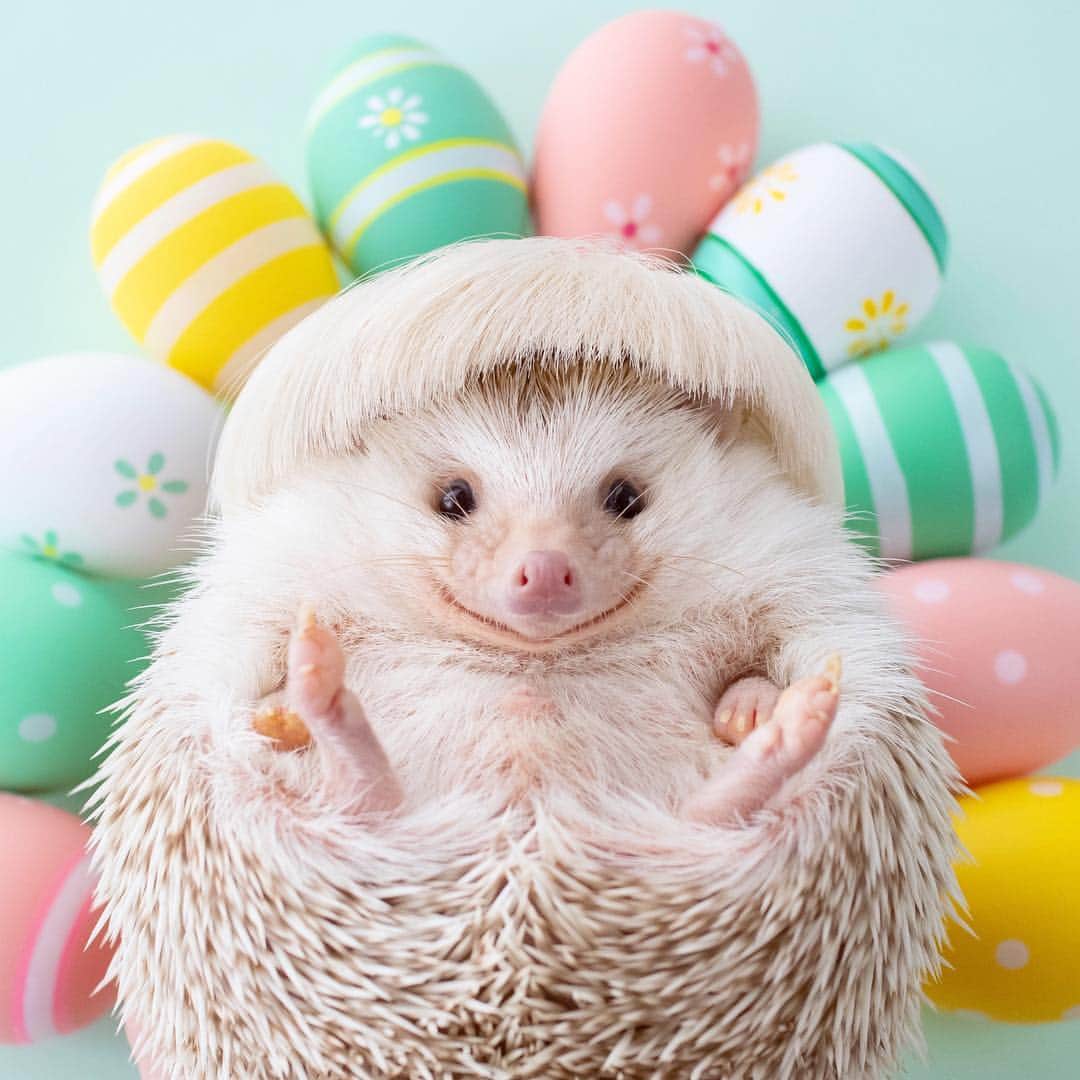 ダーシーさんのインスタグラム写真 - (ダーシーInstagram)「Easter is coming🦔🐇💚 ・ ・ ・ 前髪を切り過ぎた感🤣」4月19日 22時50分 - darcytheflyinghedgehog