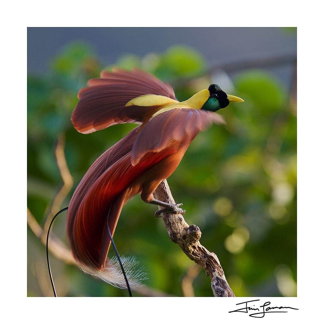 Tim Lamanさんのインスタグラム写真 - (Tim LamanInstagram)「To celebrate the addition of Birds-of-Paradise to our print store, we are offering a special selection of 12x12 inch prints for only $100.  Each print will be hand-signed by Tim Laman in the white border.  Normally priced at $150, this special $100 sale lasts for just four days, from April 19-22.  Go to the link in my profile or www.timlamanfineart.com/square-birds-of-paradise to see the full selection.  Swipe to see these first two options, the Red Bird-of-Paradise Sunrise Display, and Blue Bird-of-Paradise in Fruiting Tree.  #birdsofparadise #birdofparadise @TimLaman」4月19日 23時10分 - timlaman