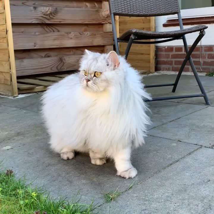 Milkshake the Catのインスタグラム：「Milky’s attempts to go outside. Full video link in bio.」