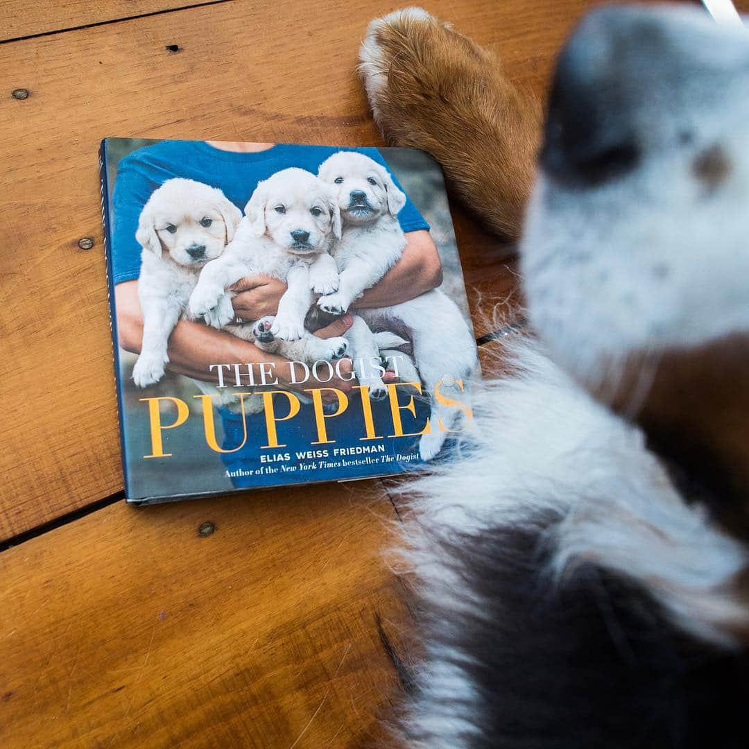 The Dogistさんのインスタグラム写真 - (The DogistInstagram)「If you don’t have the new PUPPIES book, then you’re not in Waffle’s book club, and if you’re not in Waffle’s book club...TBH we don’t even want to imagine not being in her book club. Get your PUPPIES book at the link in bio (or else answer to Waffle) (PS - spring clearance on all sweatshirts!)」4月19日 23時12分 - thedogist