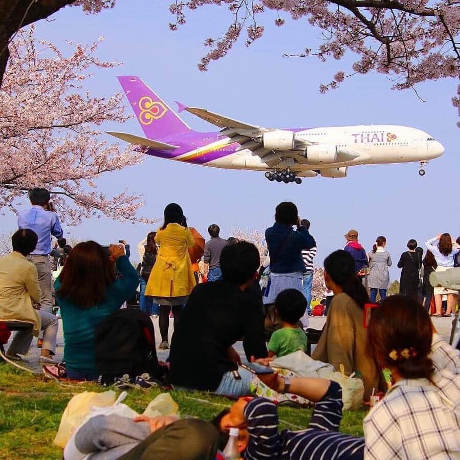 タイ航空さんのインスタグラム写真 - (タイ航空Instagram)「Hi, don’t mind me passing by. I just want to join the cherry blossom viewing festival with you guys and gals. 🙂 . Photo Credit: @akutsutomoyuki . #ThaiAirways #THAIA380 #AirbusA380 #A380 #Hanami #Sakura」4月20日 0時09分 - thaiairways