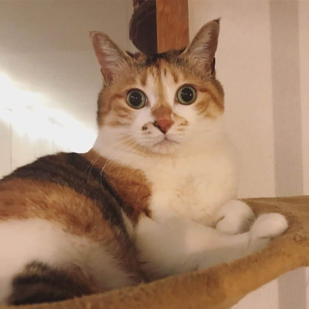 山田稔明さんのインスタグラム写真 - (山田稔明Instagram)「ただいまー。おまえのそのかわいい顔よ…。 #ポチ実 #三毛猫」4月20日 0時01分 - toshiakiyamada