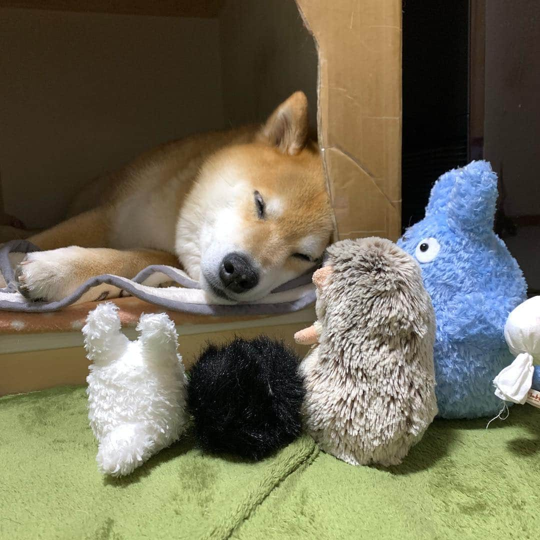 まる（まるたろう）さんのインスタグラム写真 - (まる（まるたろう）Instagram)「Good night!!✨🐶💤✨まるちゃんも寝たみたいだし #僕らも寝ようかね #はみ出さないか心配だけど #オデコでしっかり抑えてるし #大丈夫でしょう #じゃあまるちゃんベッドでおやすみしようかな #まるちゃん見守り隊」4月20日 0時06分 - marutaro