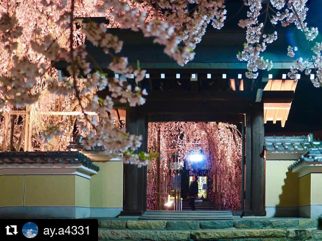 Gero City【下呂市公式アカウント】さんのインスタグラム写真 - (Gero City【下呂市公式アカウント】Instagram)「#Repost @ay.a4331 with @get_repost ・・・ 4/16 夜桜🌸 永養寺 #写真好きな人と繋がりたい #写真撮ってる人と繋がりたい #ファインダー越しの私の世界 #InstagramJapan#japanikou#photo_shorttrip#ig_japan #love_nippon #カメラ女子#スマホ#iPhone#select_japan#japan_photo_now#japan_daytime_view  #japan#japanphoto#japanfocus#japantrip#岐阜県インスタ部 #岐阜県 #フォトジェニック#インスタ映え#下呂アンバサダー#gerostagram#下呂#桜#ライトアップ#永養寺」4月20日 0時21分 - gerostagram