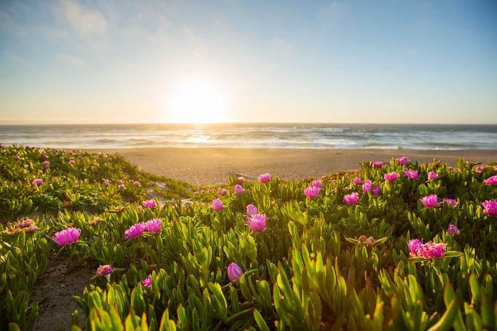 National Geographic Travelさんのインスタグラム写真 - (National Geographic TravelInstagram)「Photo by @emilypolar l Coastal blossoms blooming rain or shine. Rolling hills smooth and green especially in the spring. Foggy or sunny really anytime of year, Point Reyes is a beauty near and dear. To see more of this beautiful world follow @emilypolar #California #PointReyes」4月20日 1時02分 - natgeotravel