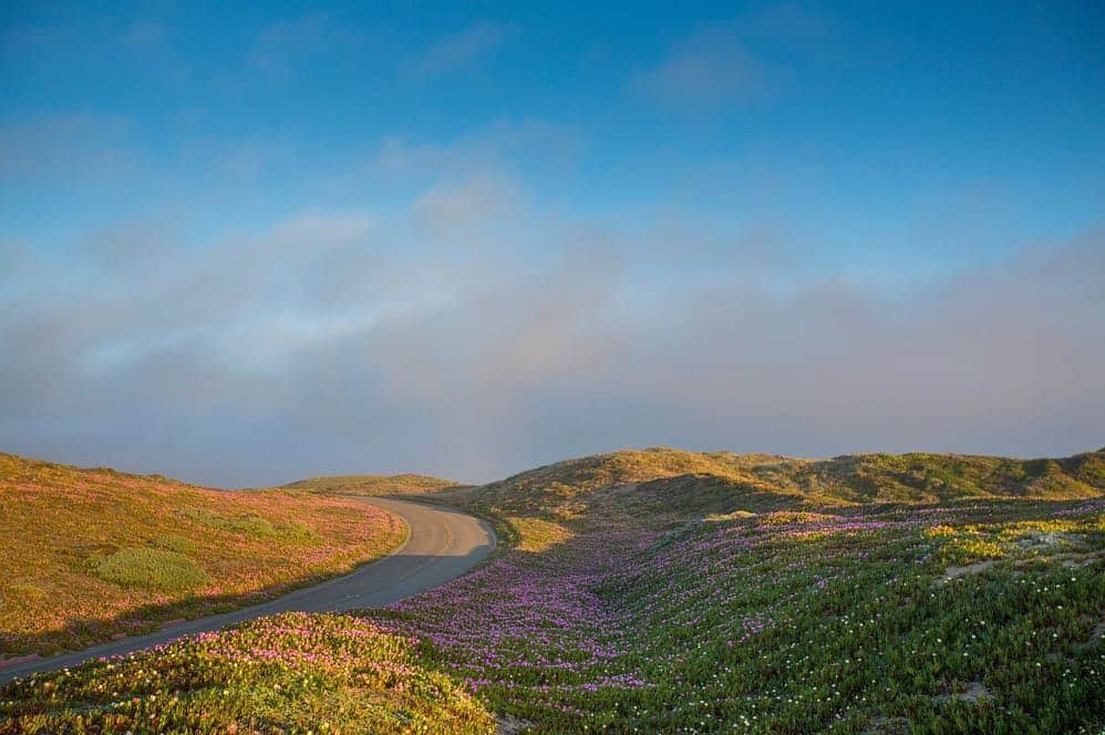 National Geographic Travelさんのインスタグラム写真 - (National Geographic TravelInstagram)「Photo by @emilypolar l Coastal blossoms blooming rain or shine. Rolling hills smooth and green especially in the spring. Foggy or sunny really anytime of year, Point Reyes is a beauty near and dear. To see more of this beautiful world follow @emilypolar #California #PointReyes」4月20日 1時02分 - natgeotravel