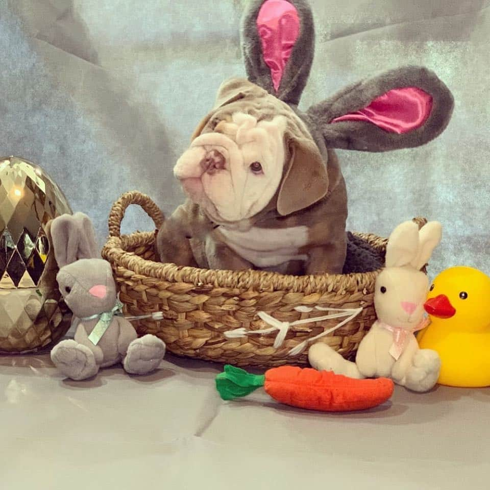 Bodhi & Butters & Bubbahさんのインスタグラム写真 - (Bodhi & Butters & BubbahInstagram)「Dream Easter basket 😍😍😍 . . . . #spring #bunny #flowers #bulldog #puppy #cute #easter #bestoftheday @bonnie_and_clyde_bullys」4月20日 0時59分 - keonistuff