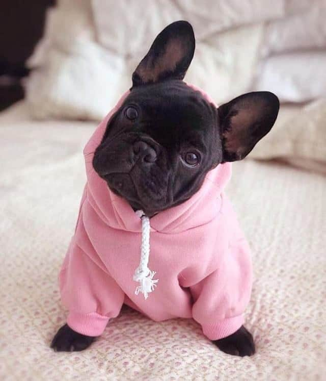 French Bulldogさんのインスタグラム写真 - (French BulldogInstagram)「Keep your pup chic and cozy in this our French Bulldog Hoodies 💞💞💞 @peruvian_frenchie . . . . . #frenchbulldogs #bullies #bulliesofinstagram #bulldogsofig#frenchy #bulldogfrances #frenchies1 #bullyworld#bullieslife #frenchiestagram #frenchiepup#frenchiesoverload #frenchyfanatics #bouledogue#bullyinstafeature #französischebulldogge #bullylove#french_bulldogs #frenchiegram #法国斗牛犬」4月20日 1時00分 - frenchie.world