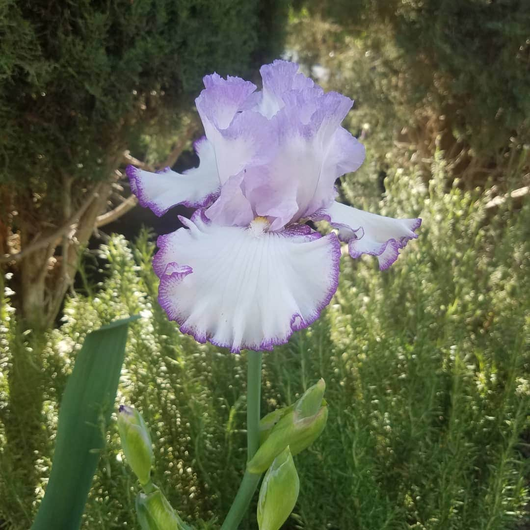 ガソリングラマーさんのインスタグラム写真 - (ガソリングラマーInstagram)「MOST PERFECT #QUEENSCIRCLEIRIS #GASOLINEGARDEN #ILOVEGARDENS #GARDENSRULE #GARDENCHURCH #GARDENPARTY #GARDENMAGIC #AVANTGARDEN #GARDENS #GARDENGANGSTER #garden #gardenlife #GARDENER #gardentime #GARDENING #FLOWERS #FLOWERPOWER #plants #FLOWER #CACTUS #CACTI #SUCCULENTS @gasolineglamour  #GASOLINEGLAMOUR #QUEENSCIRCLEIRIS #BEARDEDIRIS #IRIS #AYEARINFLOWERS  #shadowhills  #THANKYOU」4月20日 1時23分 - gasolineglamour