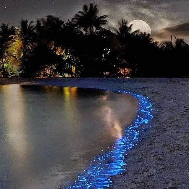 motherdenimさんのインスタグラム写真 - (motherdenimInstagram)「Full Moon in Libra 🌝 |📍The 'Sea of Stars' at Vaadhoo Island, Maldives 🌊🌟| Via @wondersplanet」4月20日 1時30分 - motherdenim