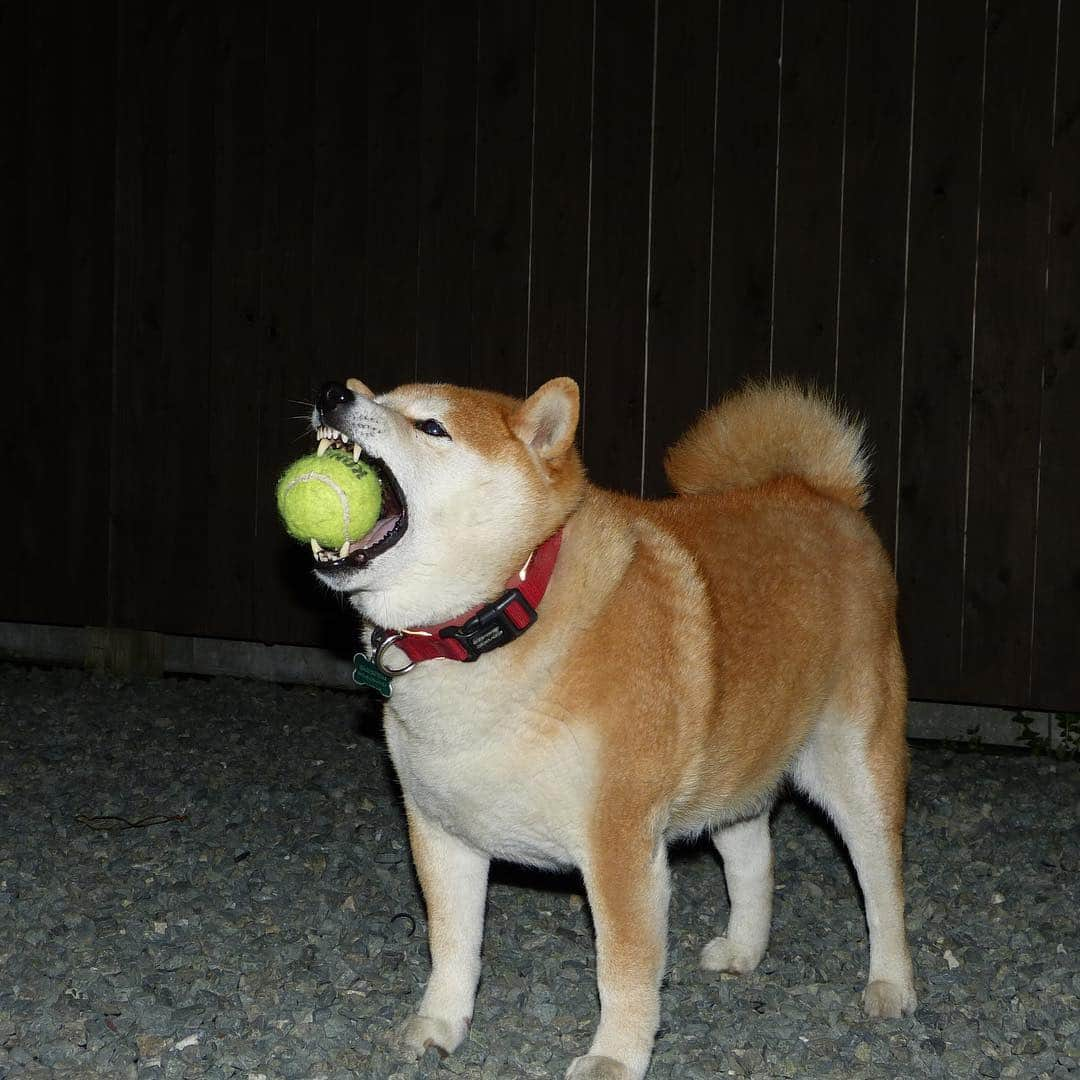 柴犬 たろさんのインスタグラム写真 - (柴犬 たろInstagram)「🌕 平成最後の満月をパチリ📸🌙.*·̩͙ オラ🐻月なんか興味ないから、 月みたいなボールで🎾楽しく遊んでたよ🍌💕🐖🎾 昔は餅つき兎が見えたのに🐇🍌💕 もう見えない！🐖🧚‍♂️ウサギいなくなった？ 昔は居たよね？😂 あたしの心がすさんだだけ？😡 昭和最後の日は特別に思わなかったのに、 なんか特別、歳とったんだべな👵🥳 泣けるわ❤この元号であたしもお陀仏かな？ 𓀫 昭和、平成、令和、3つも生きた 𓃒 #平成最後の満月で遊ぶ🐖 #令和もよろしくね🐖💕 #shibainu #柴犬 #Japanesedog」4月20日 1時44分 - tarochantarochan