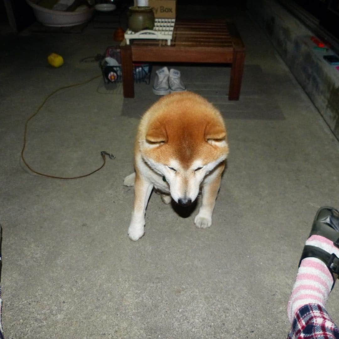 柴犬 たろさんのインスタグラム写真 - (柴犬 たろInstagram)「🌕 平成最後の満月をパチリ📸🌙.*·̩͙ オラ🐻月なんか興味ないから、 月みたいなボールで🎾楽しく遊んでたよ🍌💕🐖🎾 昔は餅つき兎が見えたのに🐇🍌💕 もう見えない！🐖🧚‍♂️ウサギいなくなった？ 昔は居たよね？😂 あたしの心がすさんだだけ？😡 昭和最後の日は特別に思わなかったのに、 なんか特別、歳とったんだべな👵🥳 泣けるわ❤この元号であたしもお陀仏かな？ 𓀫 昭和、平成、令和、3つも生きた 𓃒 #平成最後の満月で遊ぶ🐖 #令和もよろしくね🐖💕 #shibainu #柴犬 #Japanesedog」4月20日 1時44分 - tarochantarochan