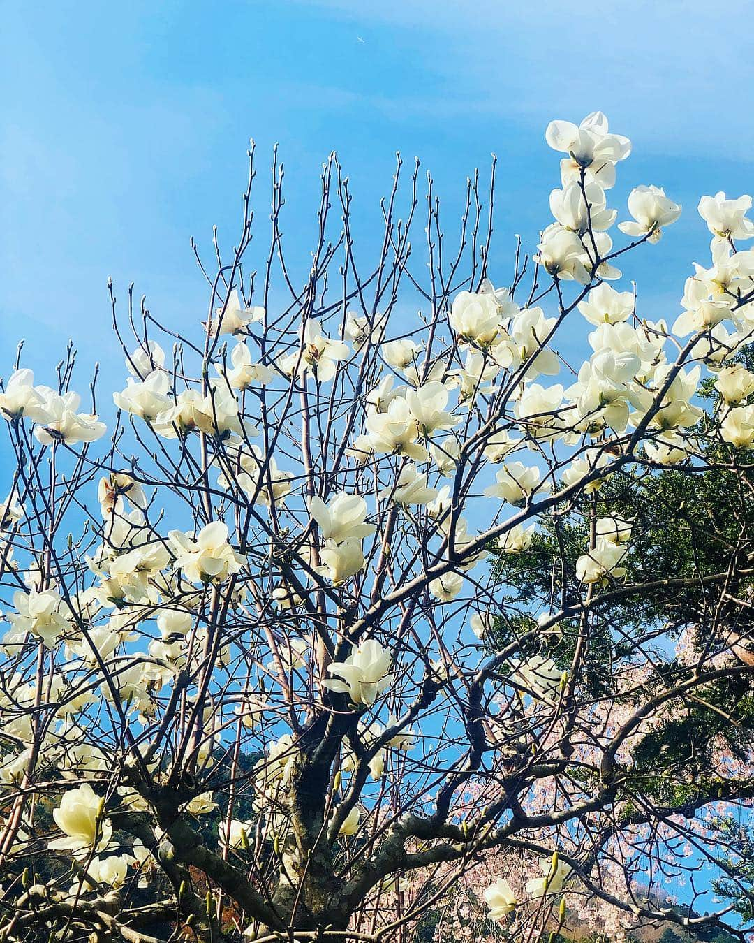 立花サキさんのインスタグラム写真 - (立花サキInstagram)「・木蓮の花♡ ・白木蓮  先日、紫の木蓮も教えてもらったのだけど、とんでもなく綺麗でした☺️ ・花言葉 「自然への愛」 「持続性」 ・白木蓮 「高潔な心」  おやすみなさい🌙  #japan #flower #日本 #文化 #花 #花言葉 #木蓮 #白木蓮 #紫木蓮」4月20日 1時55分 - tachibanasakichaso