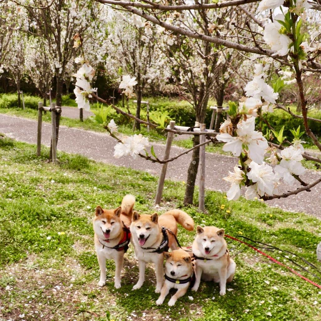 linnmamaさんのインスタグラム写真 - (linnmamaInstagram)「モリコロパーク(愛・地球博記念公園)の花桃〜スワイプしてね😊〜①真っ赤な菊桃(花桃の一種)〜②白い花桃〜ピンクは終わってました😅〜③帰りにランチに寄ったBrit Bowlでテーブル下の4柴たち💖〜花桃が見たくて出かけたモリコロパーク、1日の総歩数13,344歩🐾〜いっぱい歩いたね😍  #柴犬#dog#柴犬凜の勇気凜々every day#shibastagram#花活」4月20日 2時20分 - linnmama