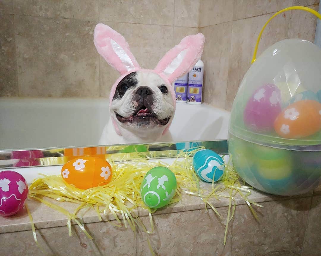 Manny The Frenchieのインスタグラム：「Starting Easter weekend with a bath so I'm nice and white like bunny!! 🐇🐰 What are your plans for this weekend?! 🐣🥚 @zymox_official」