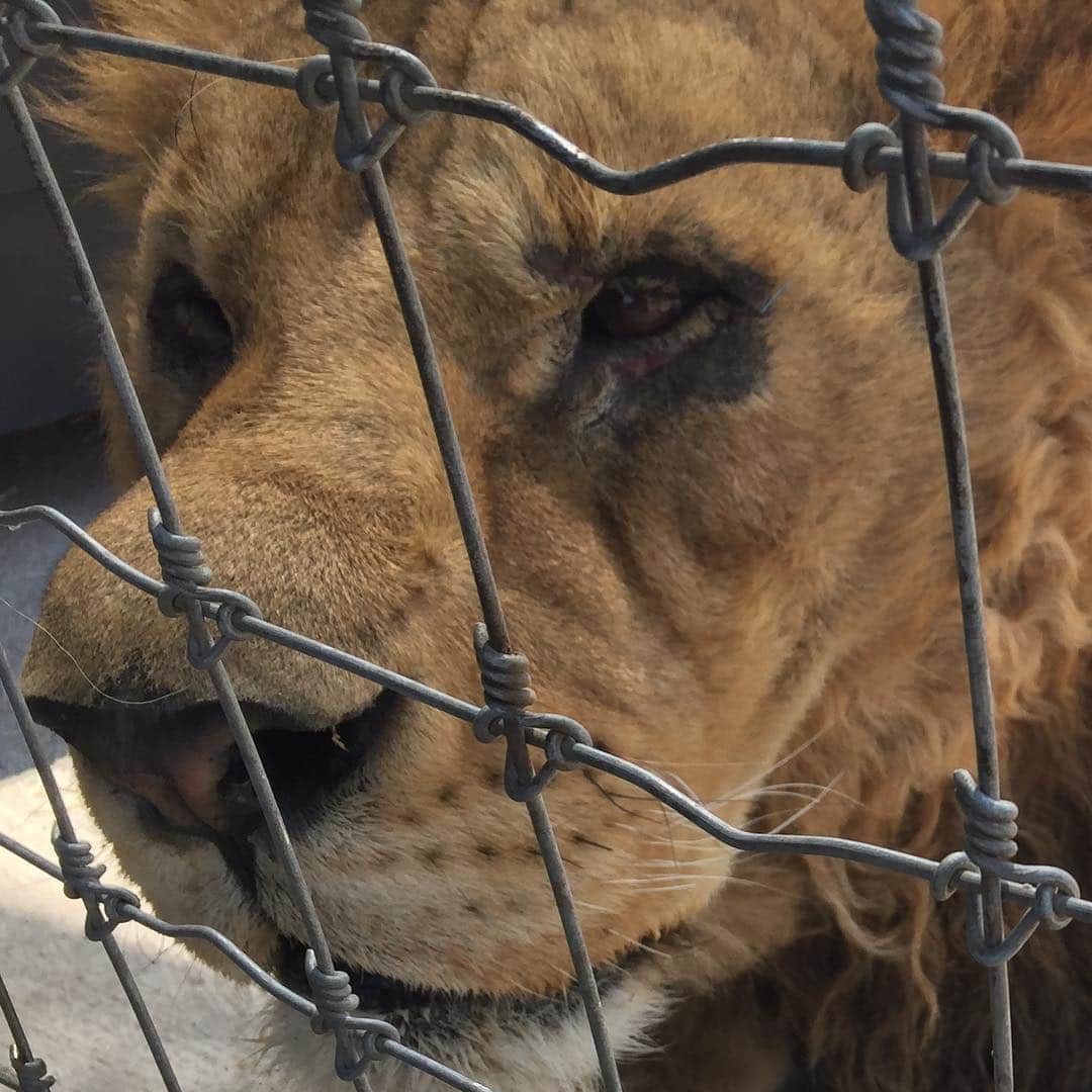 Black JaguarWhite Tiger さんのインスタグラム写真 (Black JaguarWhite Tiger