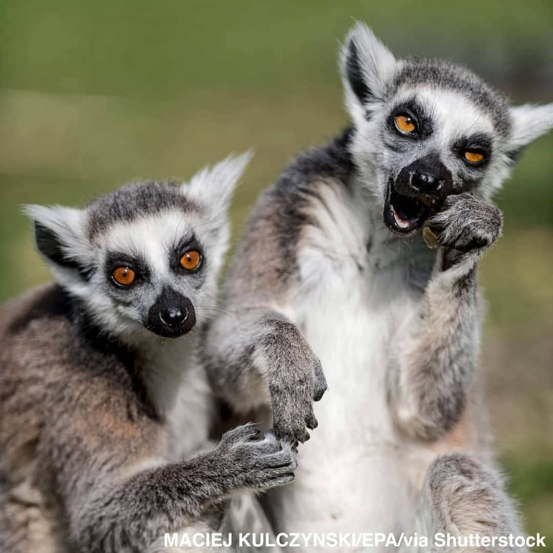 ABC Newsさんのインスタグラム写真 - (ABC NewsInstagram)「Young ring-tailed lemurs, born last week at Wroclaw's zoo in Poland, are just happy to be hanging around with their mom. #lemurs #zoo #babyanimals #cuteanimals」4月20日 3時34分 - abcnews