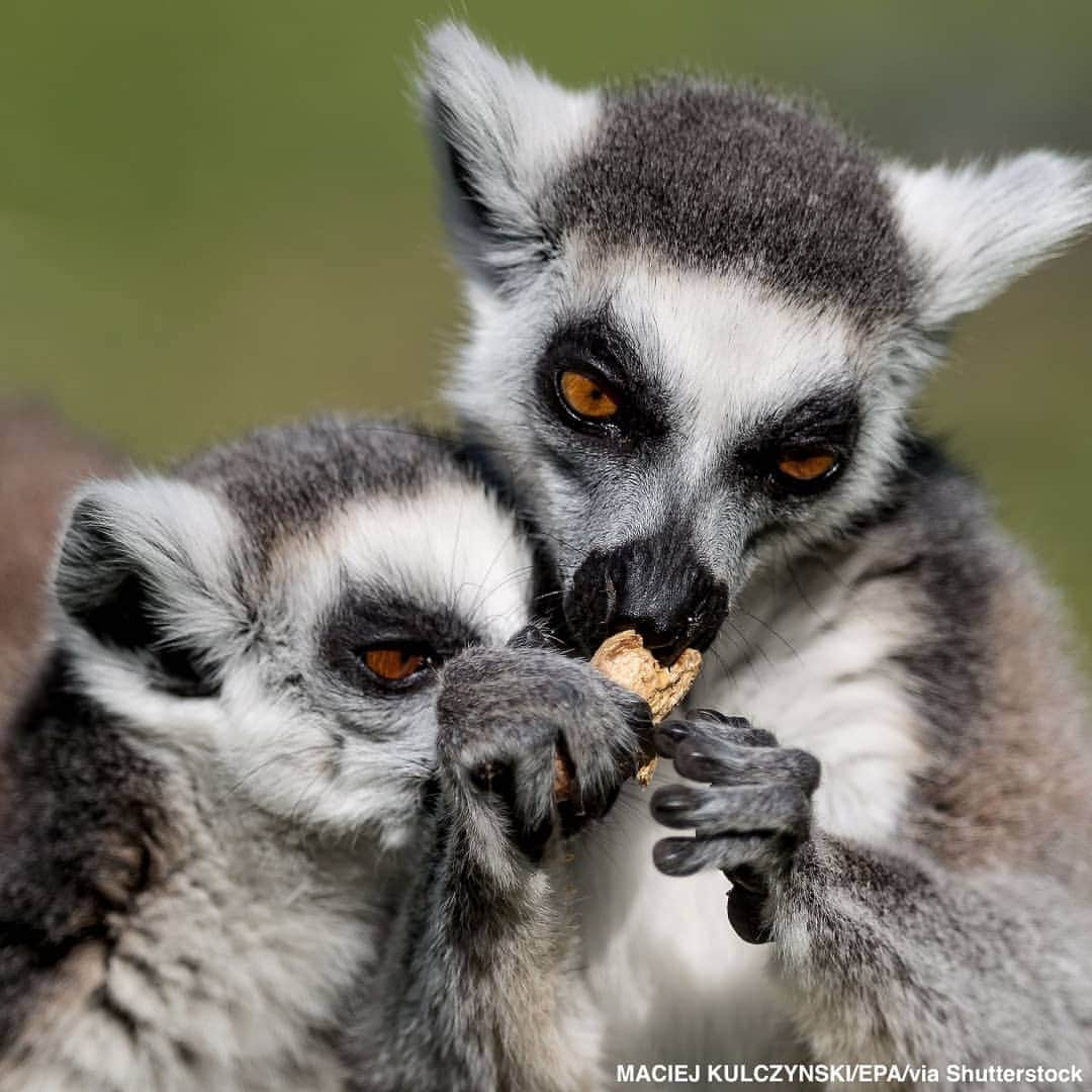 ABC Newsさんのインスタグラム写真 - (ABC NewsInstagram)「Young ring-tailed lemurs, born last week at Wroclaw's zoo in Poland, are just happy to be hanging around with their mom. #lemurs #zoo #babyanimals #cuteanimals」4月20日 3時34分 - abcnews