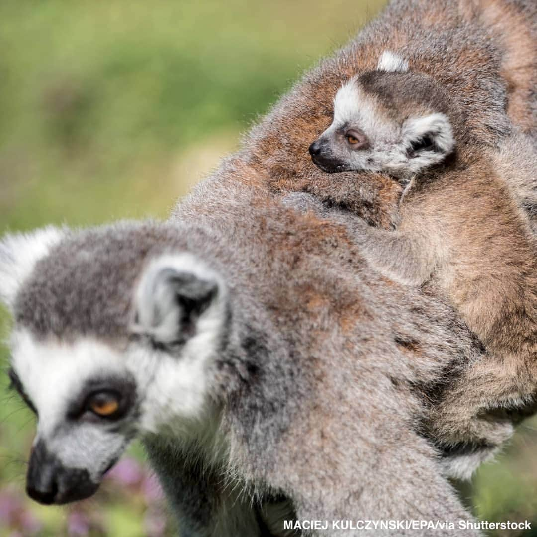 ABC Newsさんのインスタグラム写真 - (ABC NewsInstagram)「Young ring-tailed lemurs, born last week at Wroclaw's zoo in Poland, are just happy to be hanging around with their mom. #lemurs #zoo #babyanimals #cuteanimals」4月20日 3時34分 - abcnews