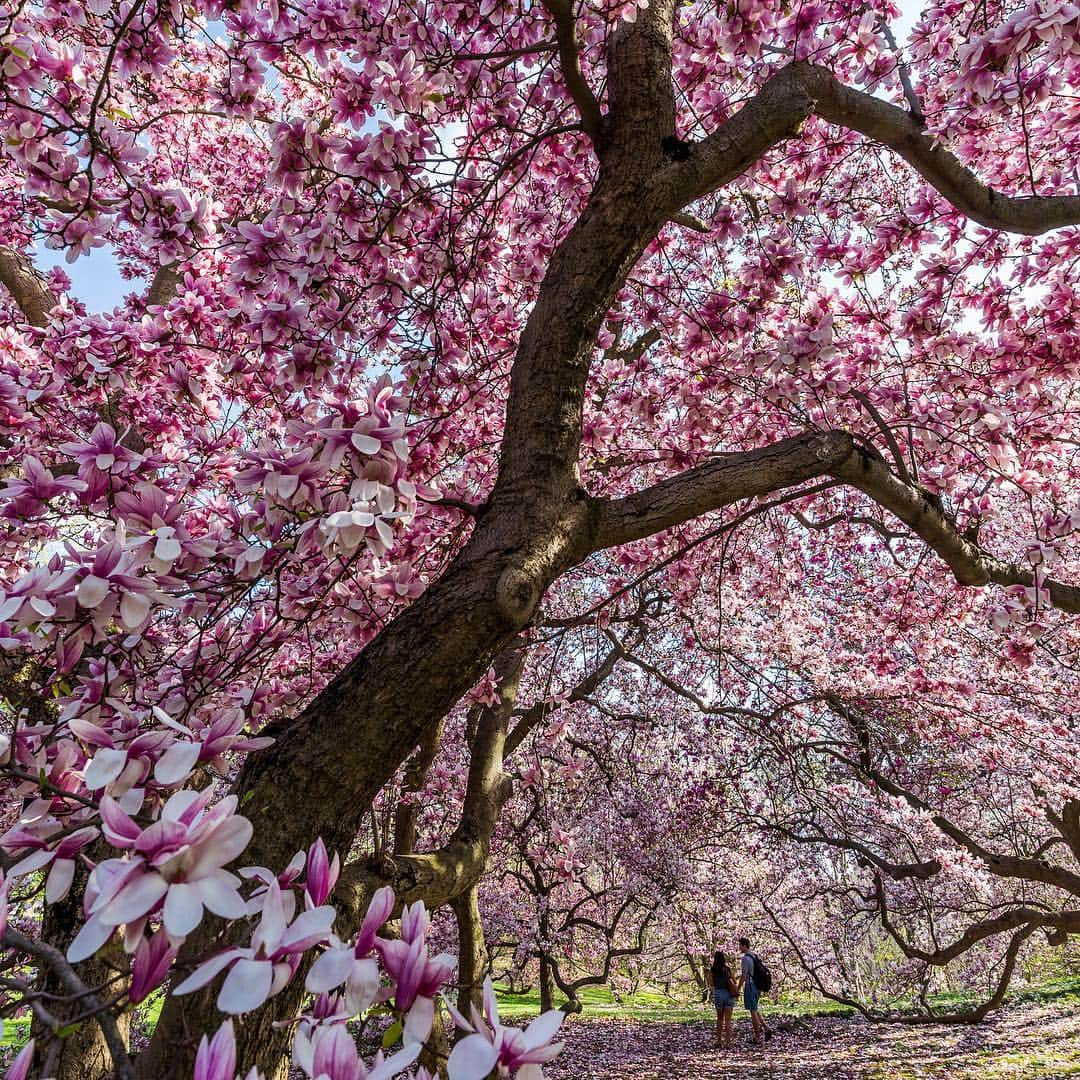 ニューヨーク植物園さんのインスタグラム写真 - (ニューヨーク植物園Instagram)「Be here now! The beauty of spring is swinging for the fences throughout our 250 acres, and we’ve got five highlights in particular that you won’t want to miss out on in this season of rapid color and change. Daffodils on Daffodil Hill are a must-see, as are the flowering trees—like cherries and magnolias, which you can see plenty more of in today’s story. Our first spring in the new Edible Academy is a great opportunity for families to get their hands dirty in the vegetable gardens, and as you explore, don’t forget to keep an eye out for migratory birds in this time of renewal. #plantlove」4月20日 3時50分 - nybg