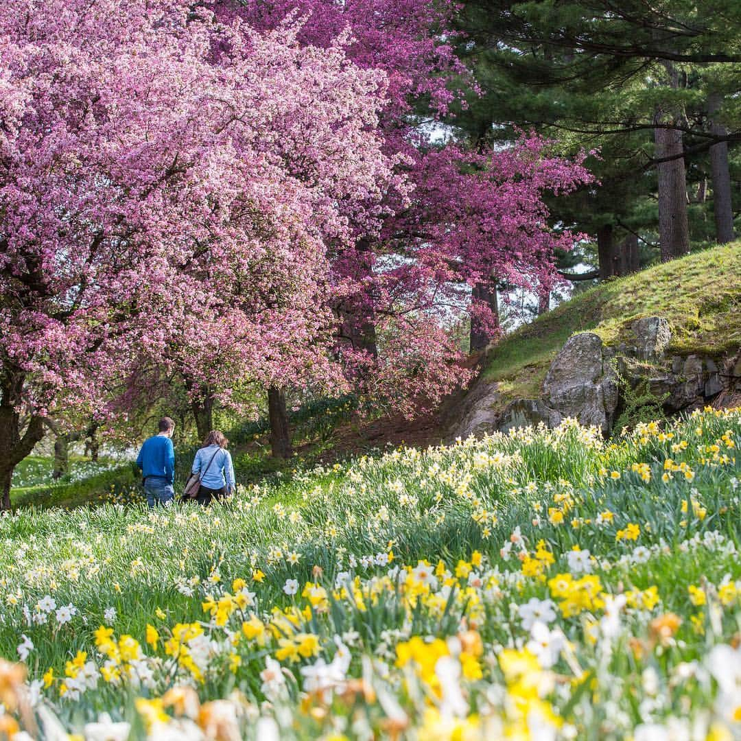 ニューヨーク植物園さんのインスタグラム写真 - (ニューヨーク植物園Instagram)「Be here now! The beauty of spring is swinging for the fences throughout our 250 acres, and we’ve got five highlights in particular that you won’t want to miss out on in this season of rapid color and change. Daffodils on Daffodil Hill are a must-see, as are the flowering trees—like cherries and magnolias, which you can see plenty more of in today’s story. Our first spring in the new Edible Academy is a great opportunity for families to get their hands dirty in the vegetable gardens, and as you explore, don’t forget to keep an eye out for migratory birds in this time of renewal. #plantlove」4月20日 3時50分 - nybg