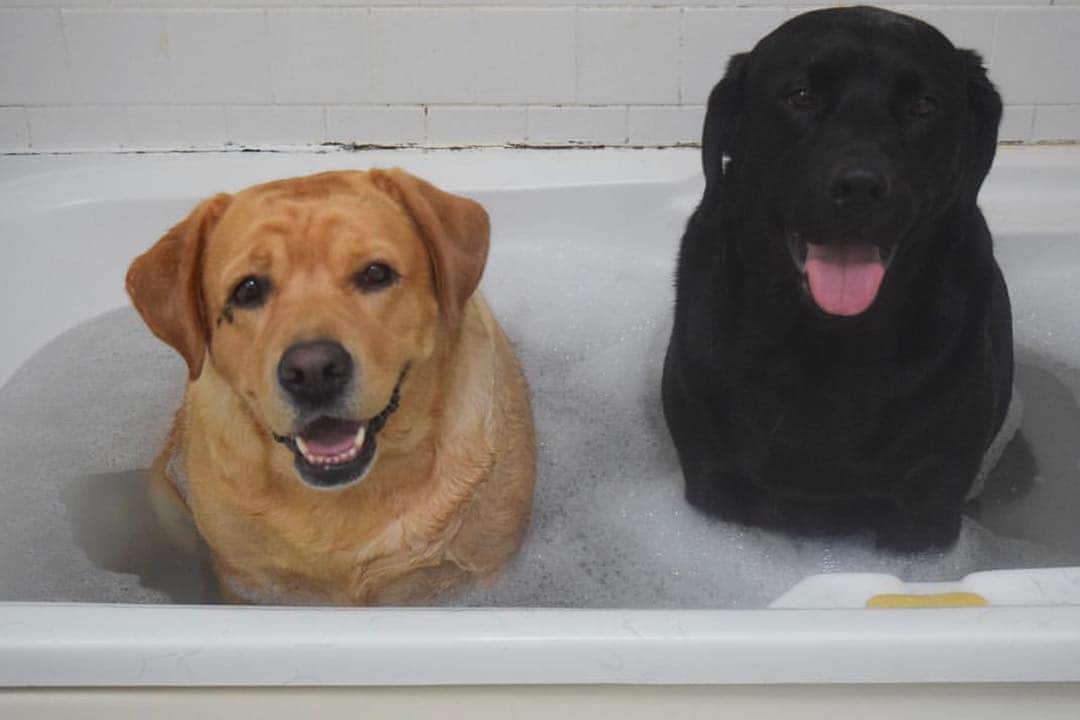 Jake And Gingerさんのインスタグラム写真 - (Jake And GingerInstagram)「Bath time! #worldoflabs #fab_labs_ #talesofalab #labs_of_insta #dogsofinstagram #weeklyfluff」4月20日 3時52分 - jake_n_ginger