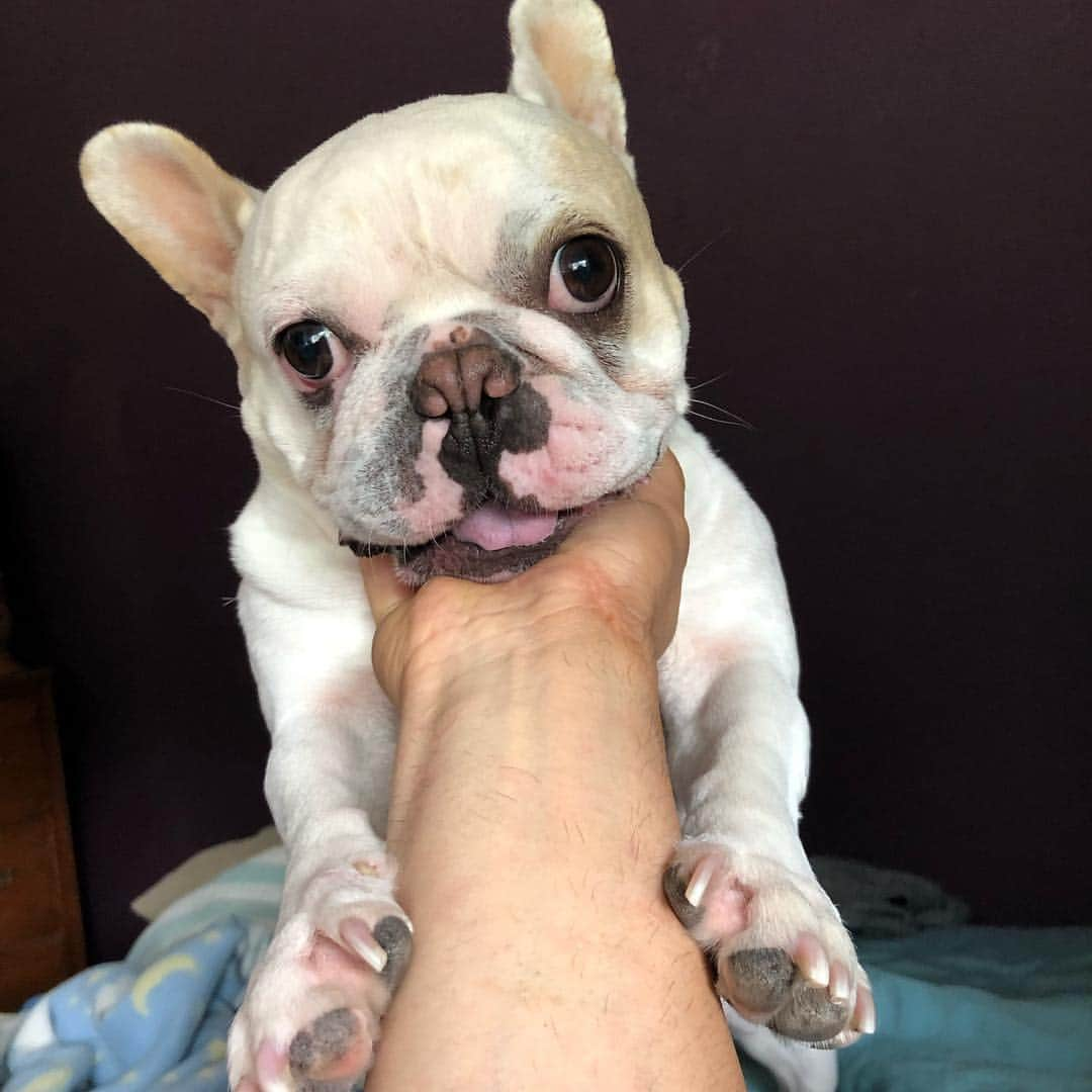 リンキーさんのインスタグラム写真 - (リンキーInstagram)「That face! 😍  I promise he’s not being choked 🙌 ———TAG DOG LOVERS——- #frenchie #frenchies #frenchiesofinstagram #instafrenchie #dog #dogs #instadogs #dogsofinstagram #dogstagram #dogs_of_instagram #lovedogs #pup #instapup」4月20日 4時06分 - tireddadtrepreneur