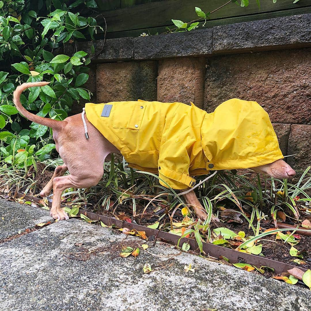 Tuna {breed:chiweenie} さんのインスタグラム写真 - (Tuna {breed:chiweenie} Instagram)「Oh you know, just over here adding a little more water to the earth. #itwaspouring 💦☔️ New cute yellow raincoat by @themaxbone」4月20日 4時35分 - tunameltsmyheart