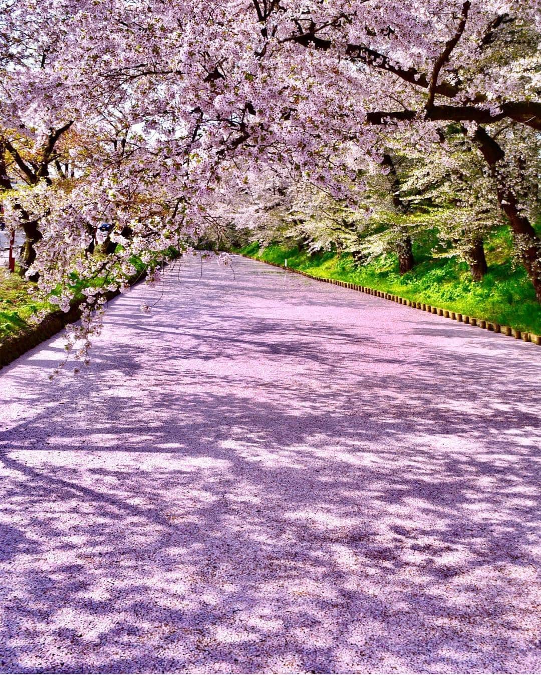Wonderful Placesさんのインスタグラム写真 - (Wonderful PlacesInstagram)「Don’t we just love cherry blossoms in Japan ✨🌸🌸💖💖✨ . Pictures by ✨✨@capkaieda✨✨ #wonderful_places for a feature 💖」4月20日 4時45分 - wonderful_places