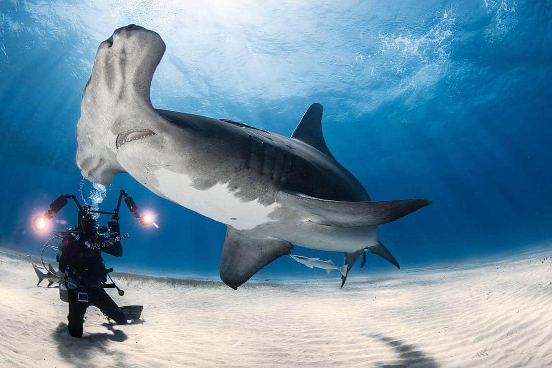 CANON USAさんのインスタグラム写真 - (CANON USAInstagram)「"The great hammerhead shark is such a rare and delightful animal to observe—it is both feisty and cautious, elegant and awkward. This female was a challenge to photograph because she often would come in so close that it was difficult to get her entirely in frame." #MyCanonStory  Photo Credit: @bo.dabi  Camera: #Canon EOS 5DS R Lens: EF 8-15mm f/4L Fisheye USM Aperture: f/16 ISO: 400 Shutter Speed: 1/160 sec Focal Length: 15mm  #teamcanon #canonusa #hammerhead #underwater #underwaterphotography #sharks」4月20日 4時55分 - canonusa