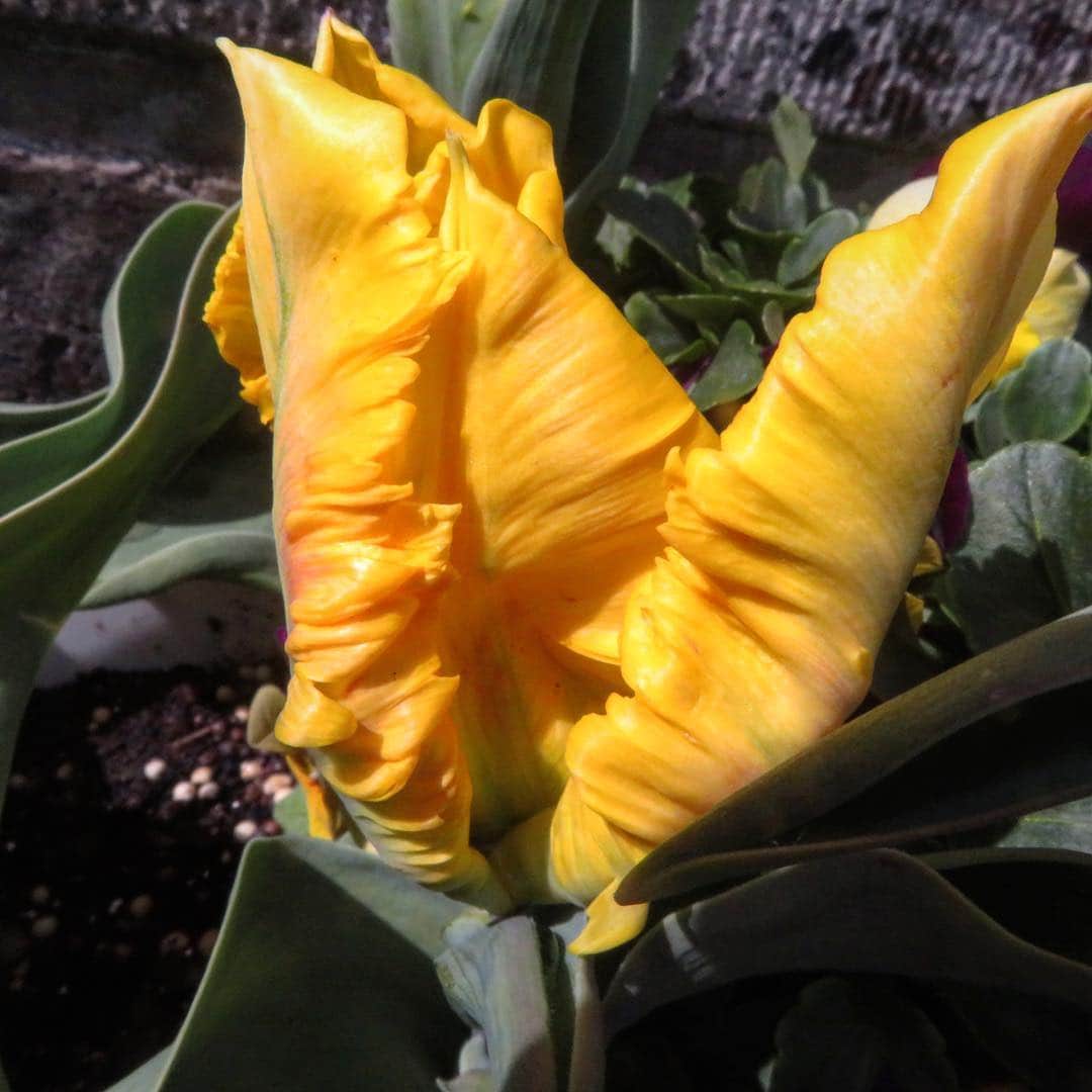 魔女菅原のグルメインスタ